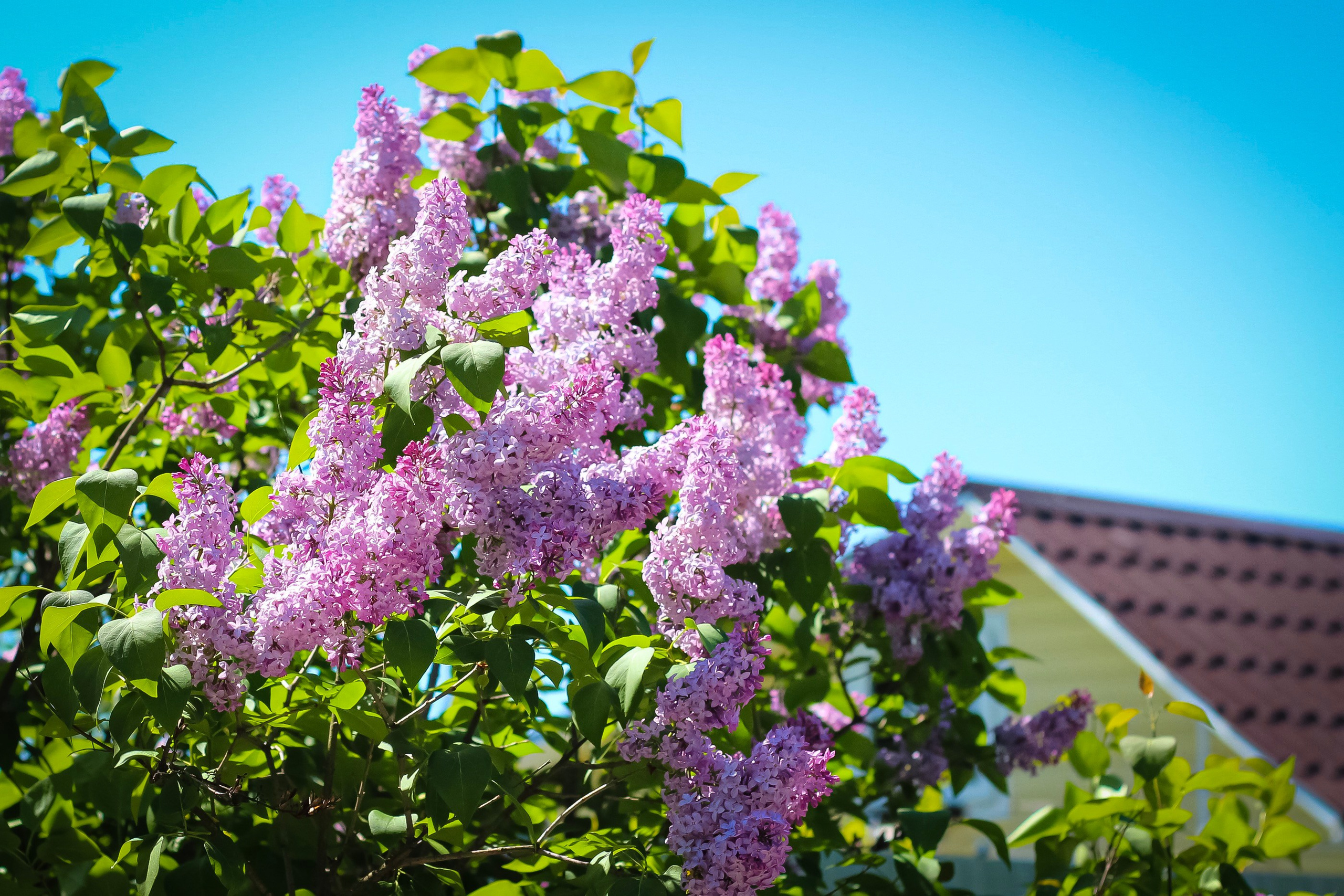 Природа. Polyframe