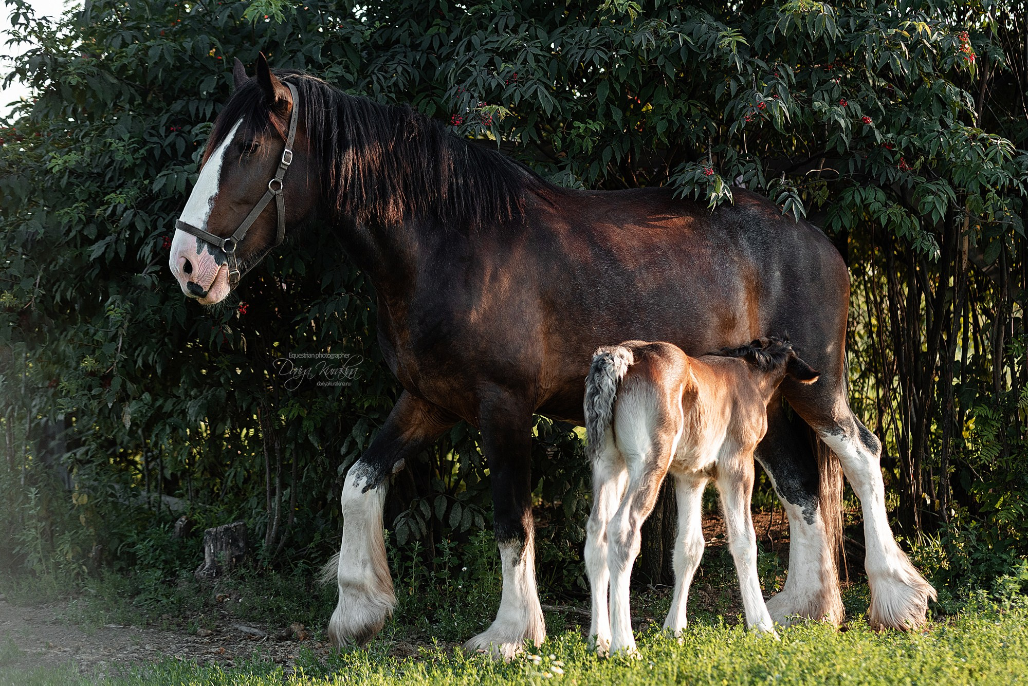 Рапунцель и Квини. Конный фотограф Куракина Дарья • Фотосессии с лошадьми