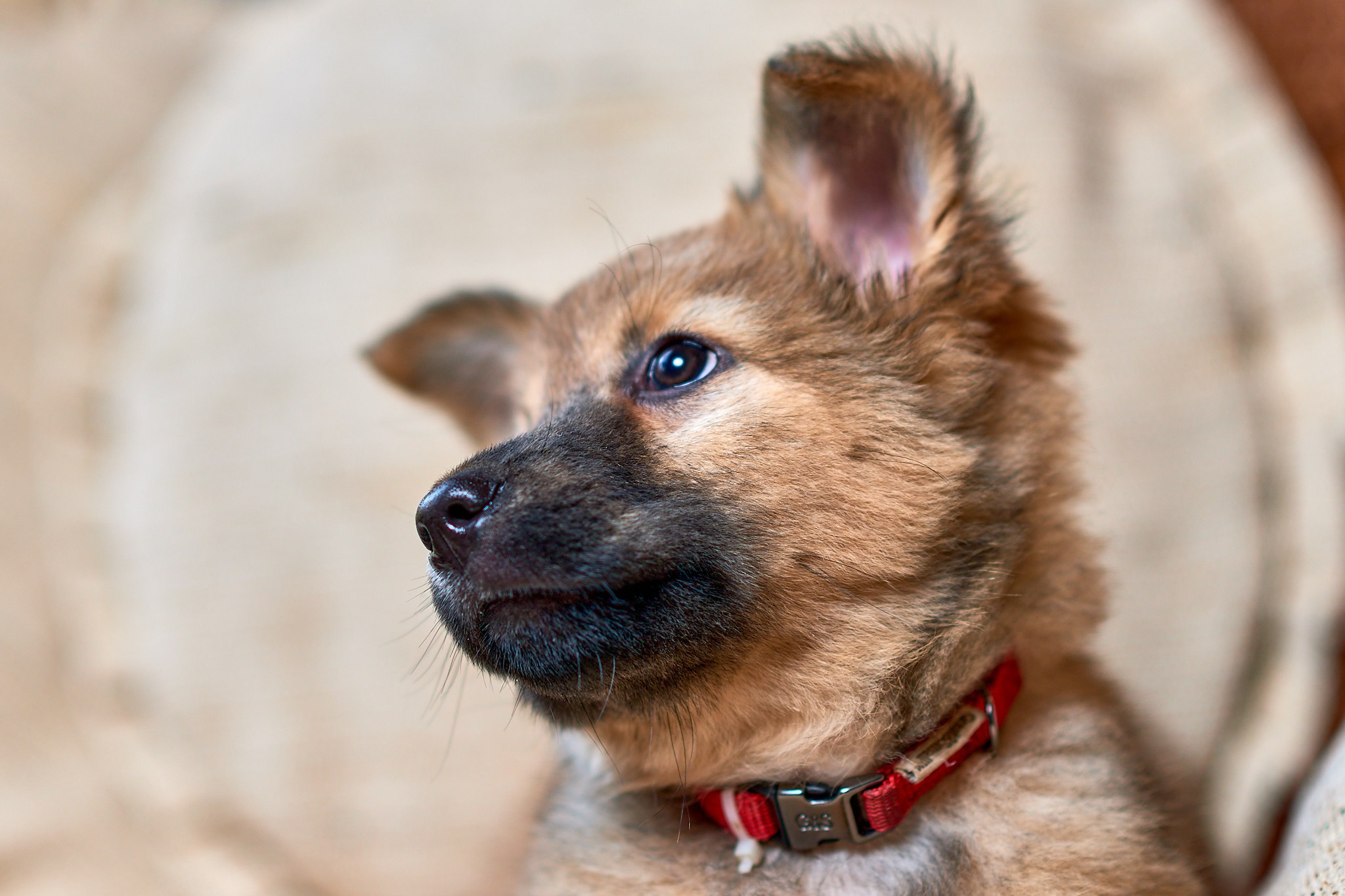 Фотосъемка животных