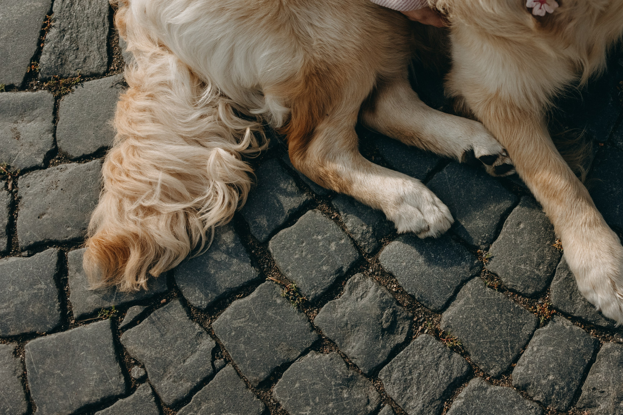 Бетти и ее семья. Фотограф — Анималист | Санкт-Петербург