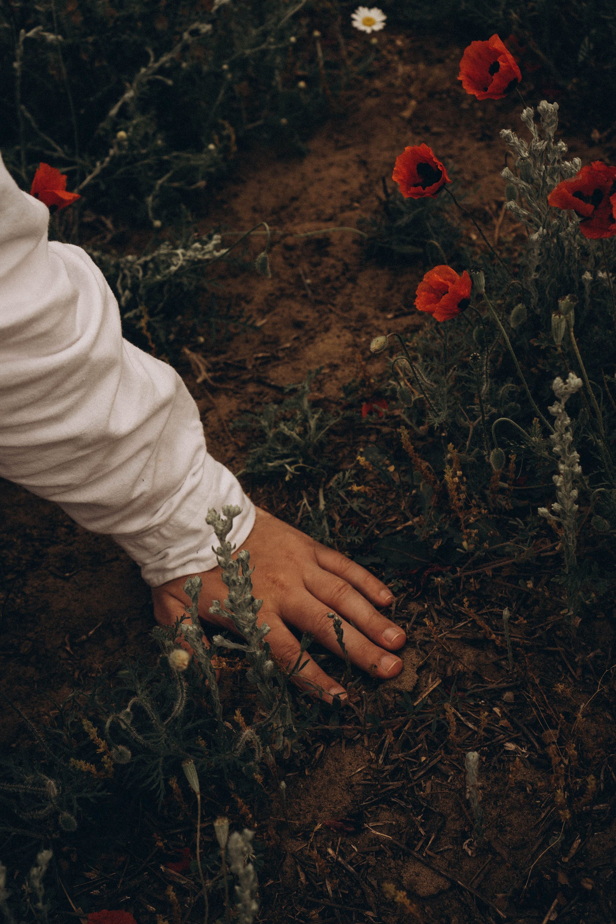 Маки. Профессиональный фотограф, Санкт-Петербург — Виктория Богомолова