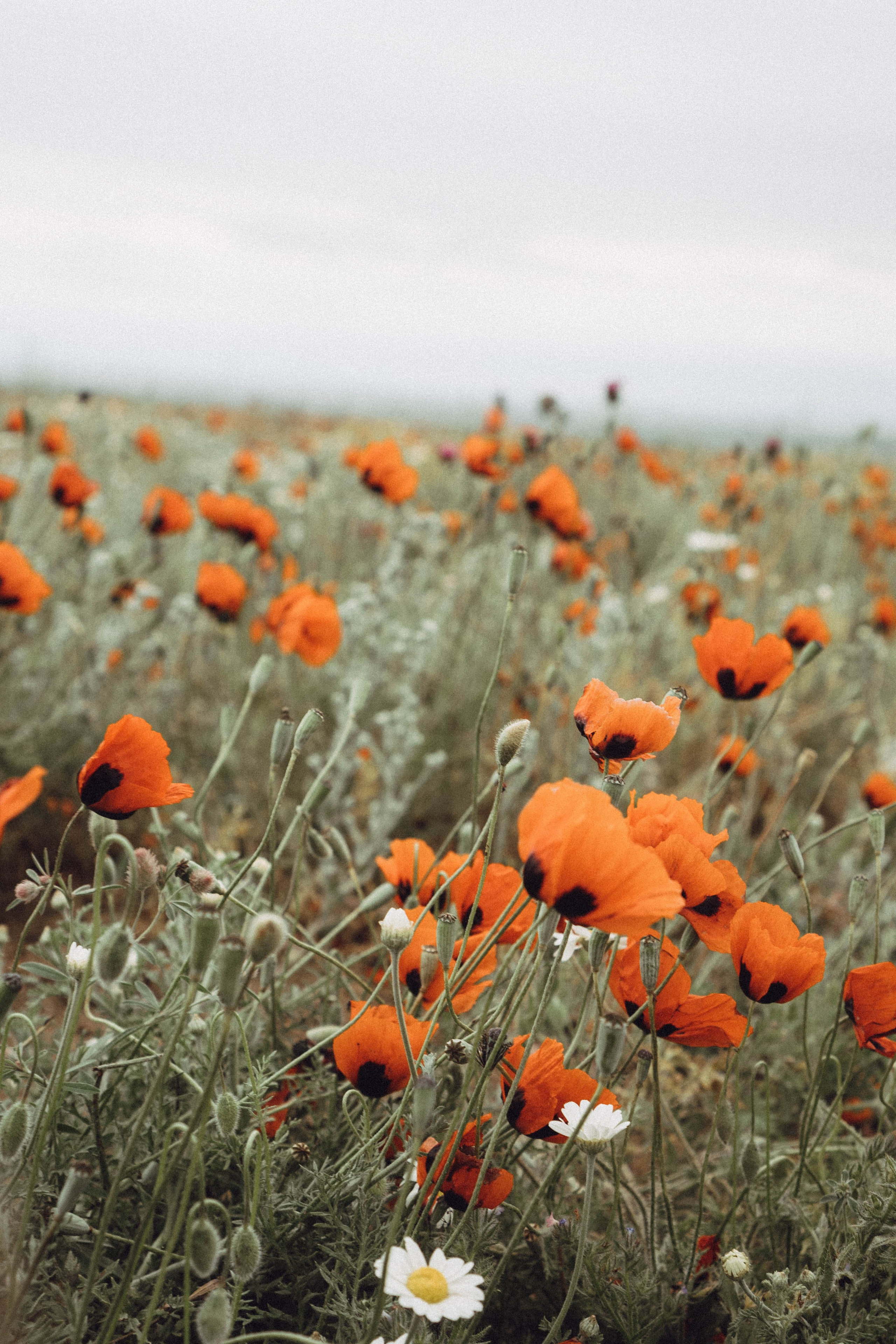 Кавказ. Профессиональный фотограф, Санкт-Петербург — Виктория Богомолова