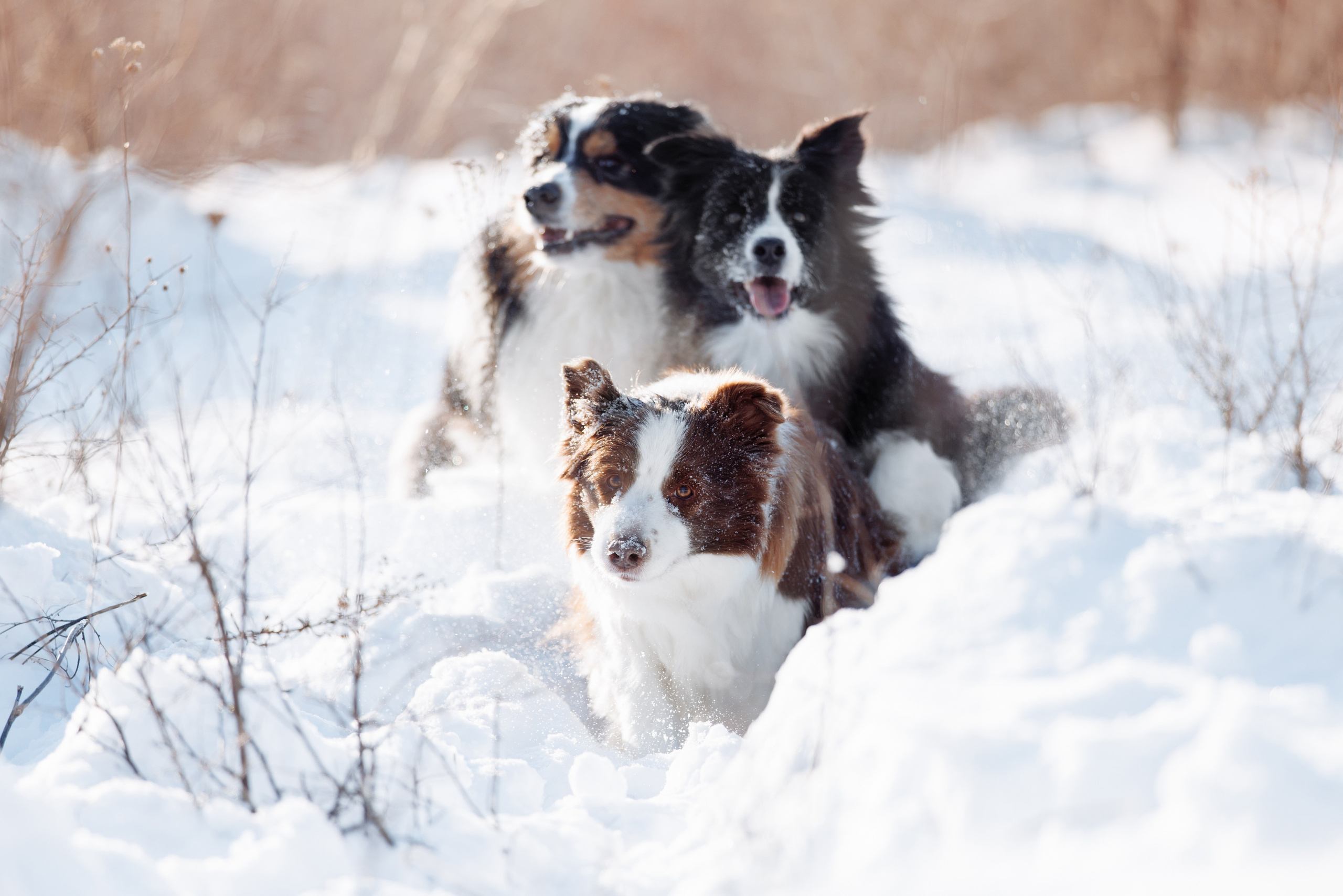 Яркий январь. О нас