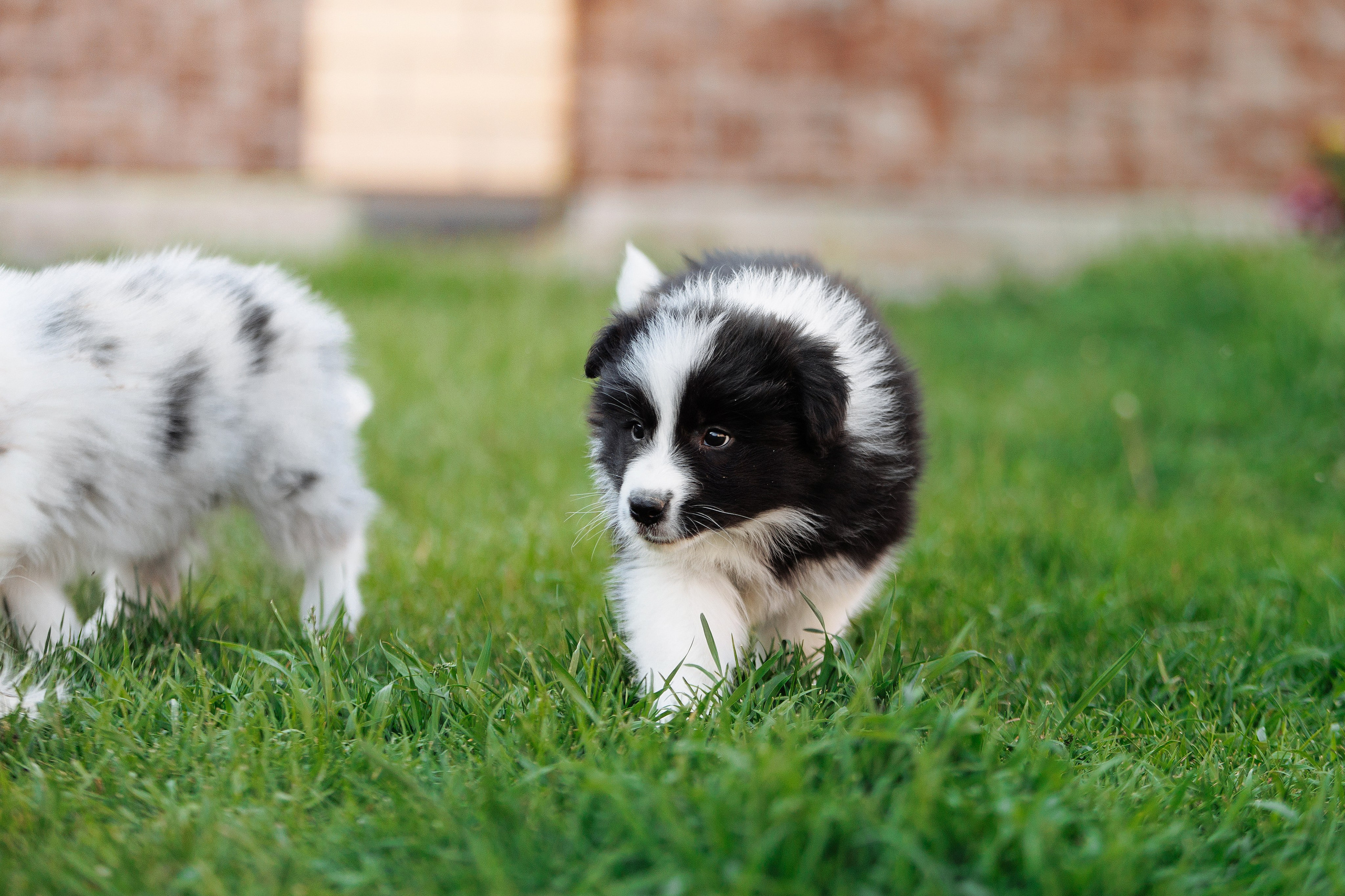 Пушистое. О нас