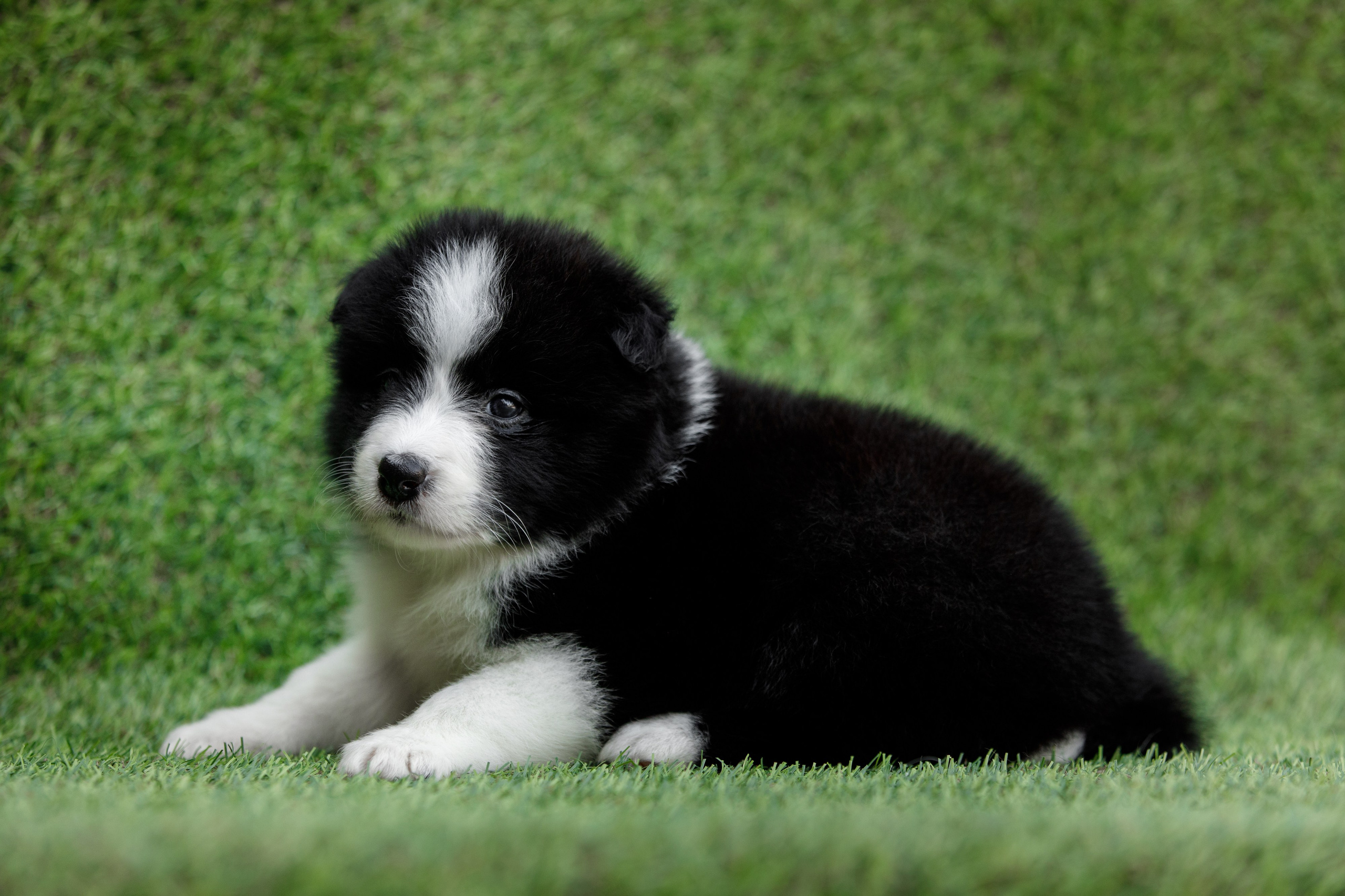 Смешарики. О нас