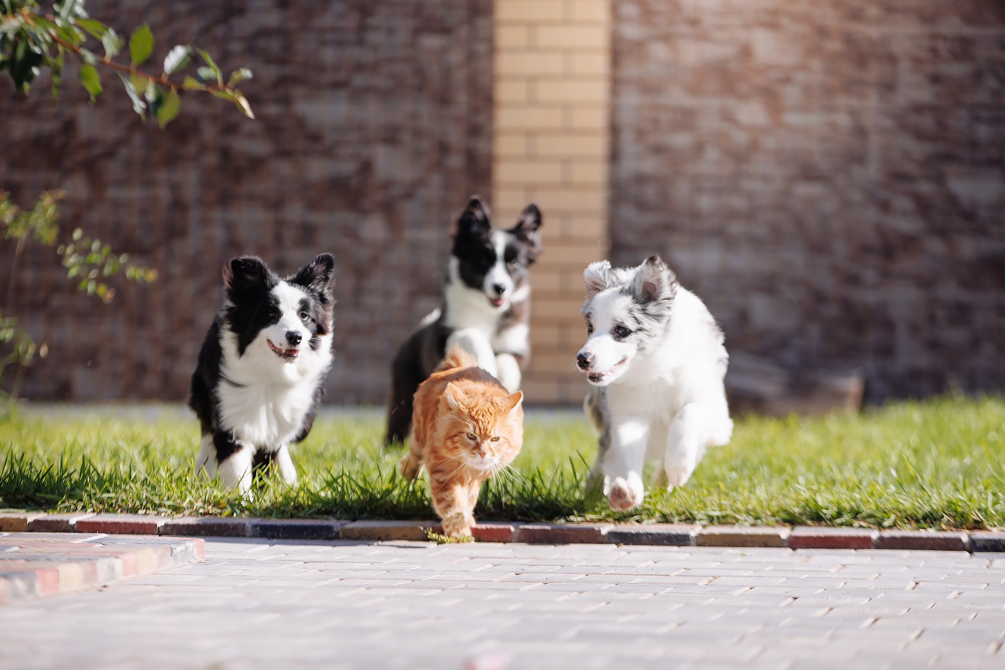 Трава у дома. О нас