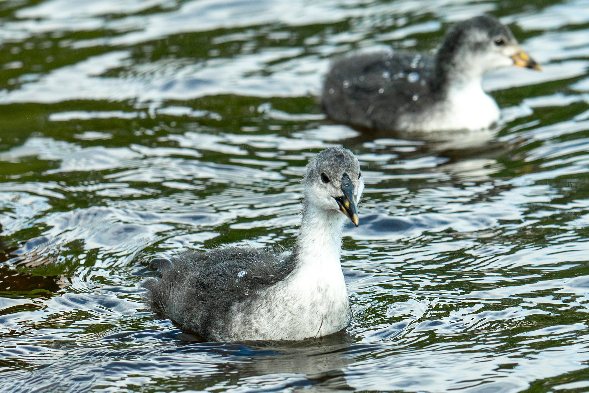 Удивительные мир птиц. Вокруг нас столько прекрасного — присмотритесь!. Ваш личный фотограф Марина Волкова