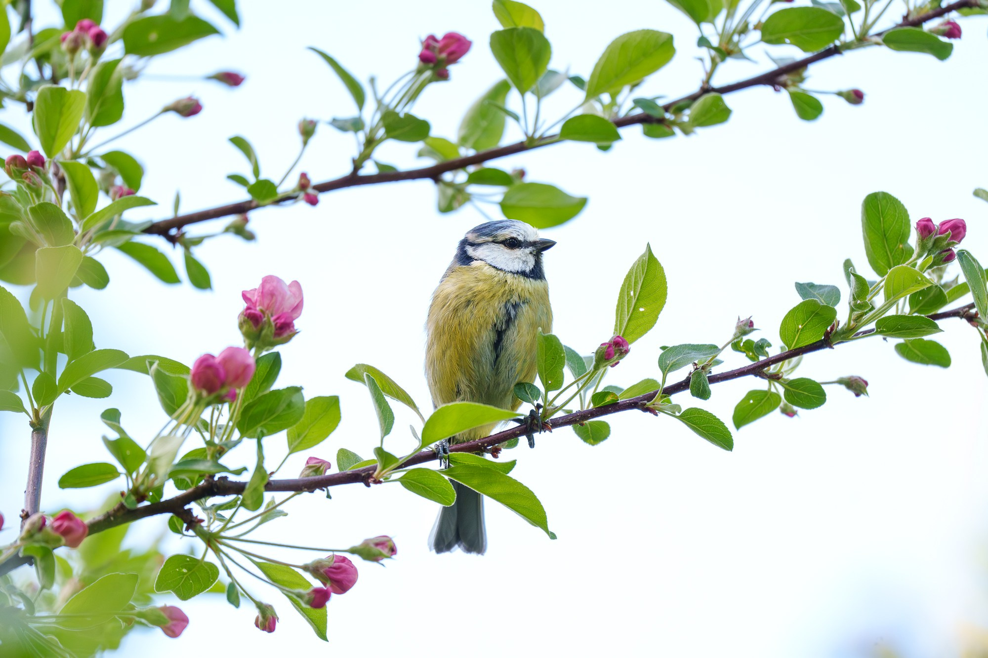 Удивительные мир птиц. Вокруг нас столько прекрасного — присмотритесь!. Ваш личный фотограф Марина Волкова