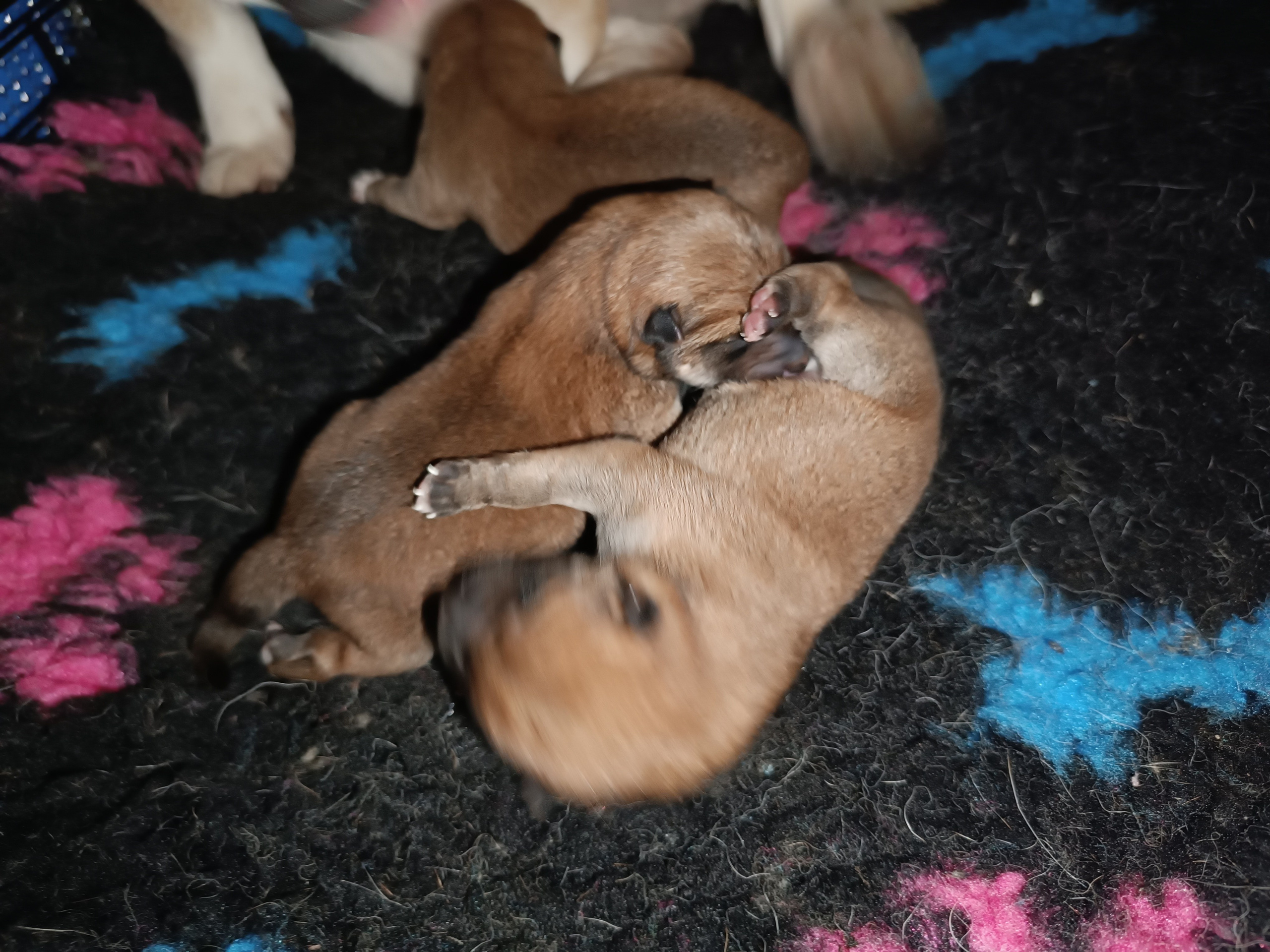 сиба питомник Рубилайт щенки на продажу rubylight  сиба щенки купить СПб Санкт-Петербург 