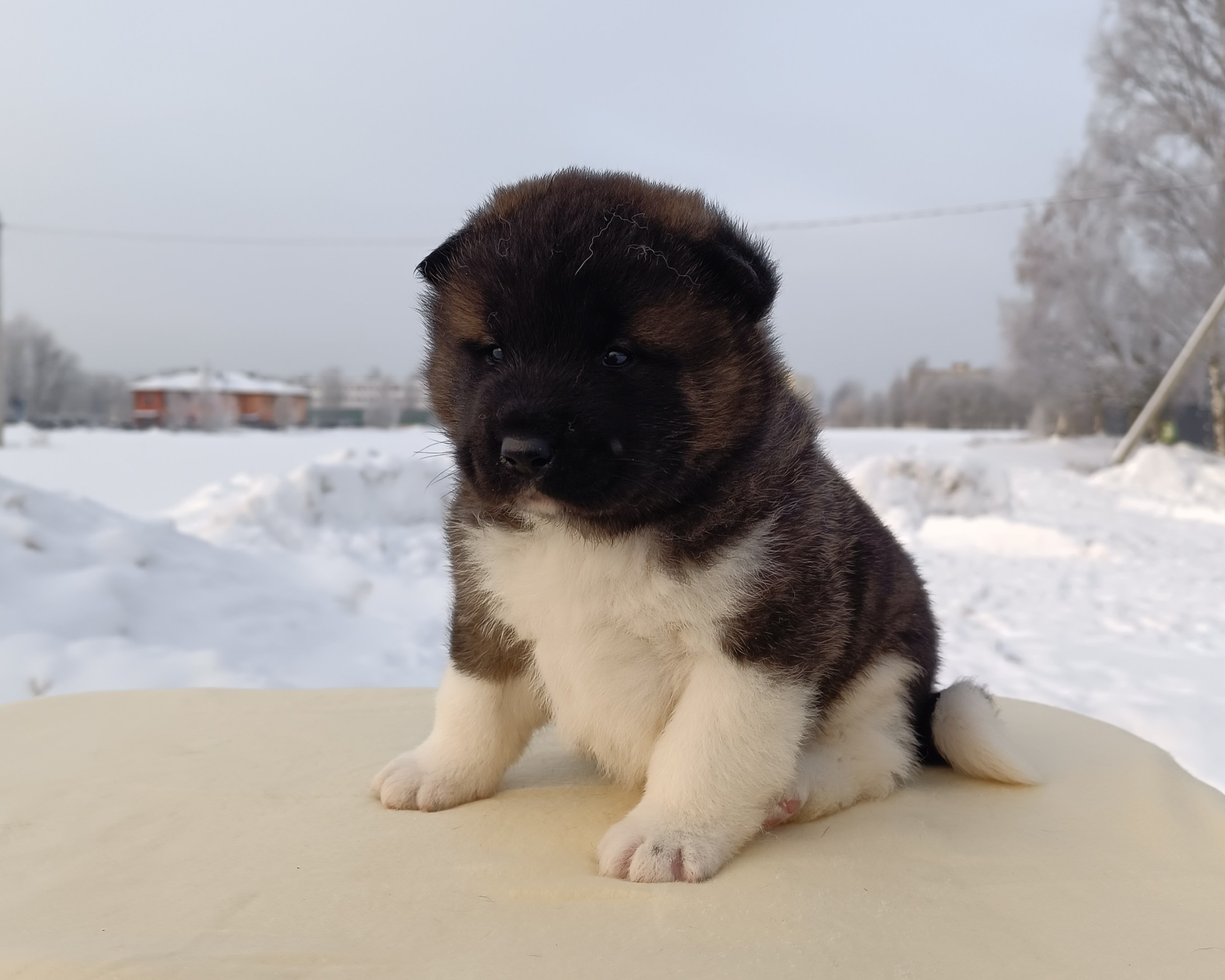 Rubylight Ctsar'. Американская акита I Сиба ину I Питомник RUBYLIGHT