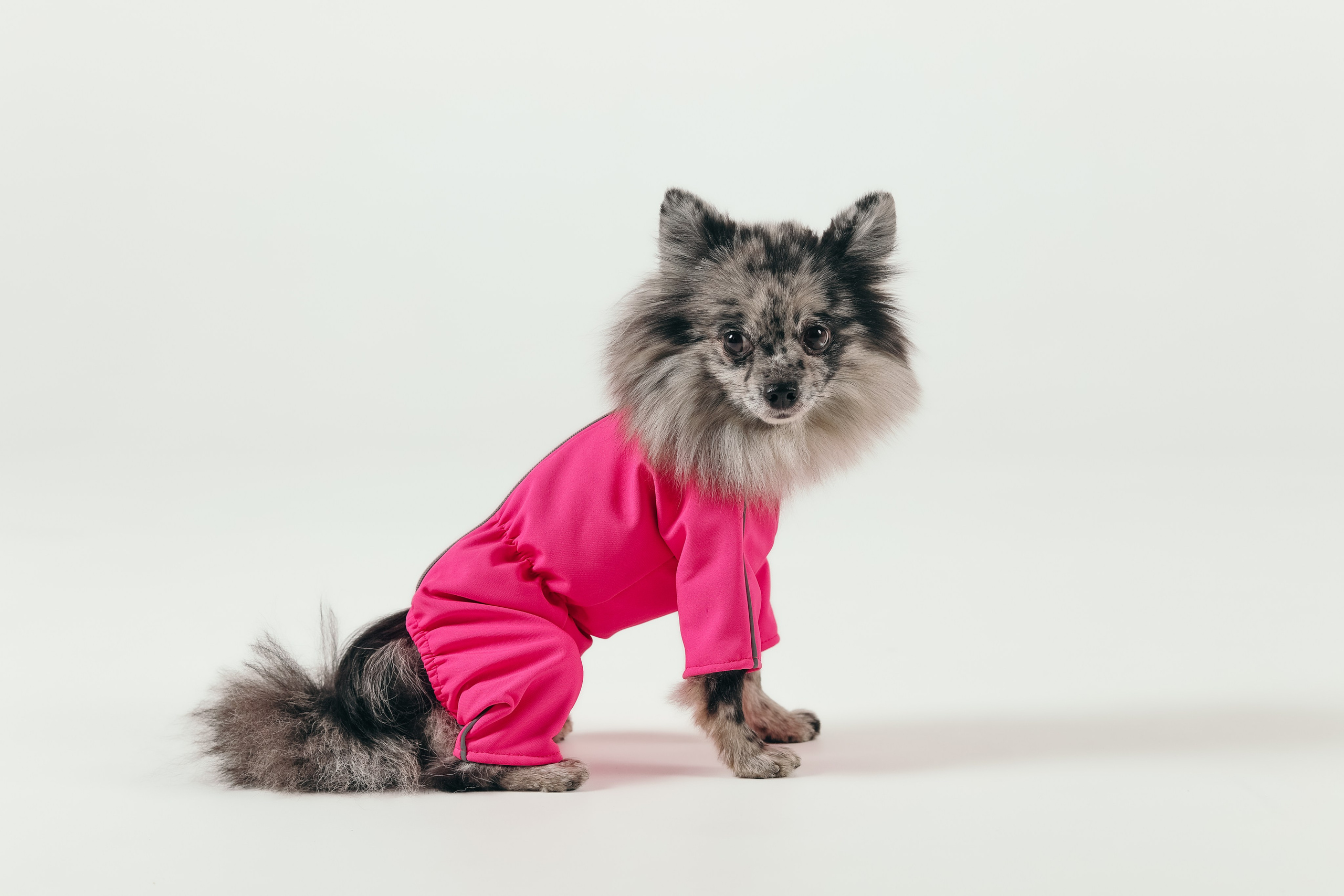 Для брендов. Фотограф- анималист Санкт-Петербург