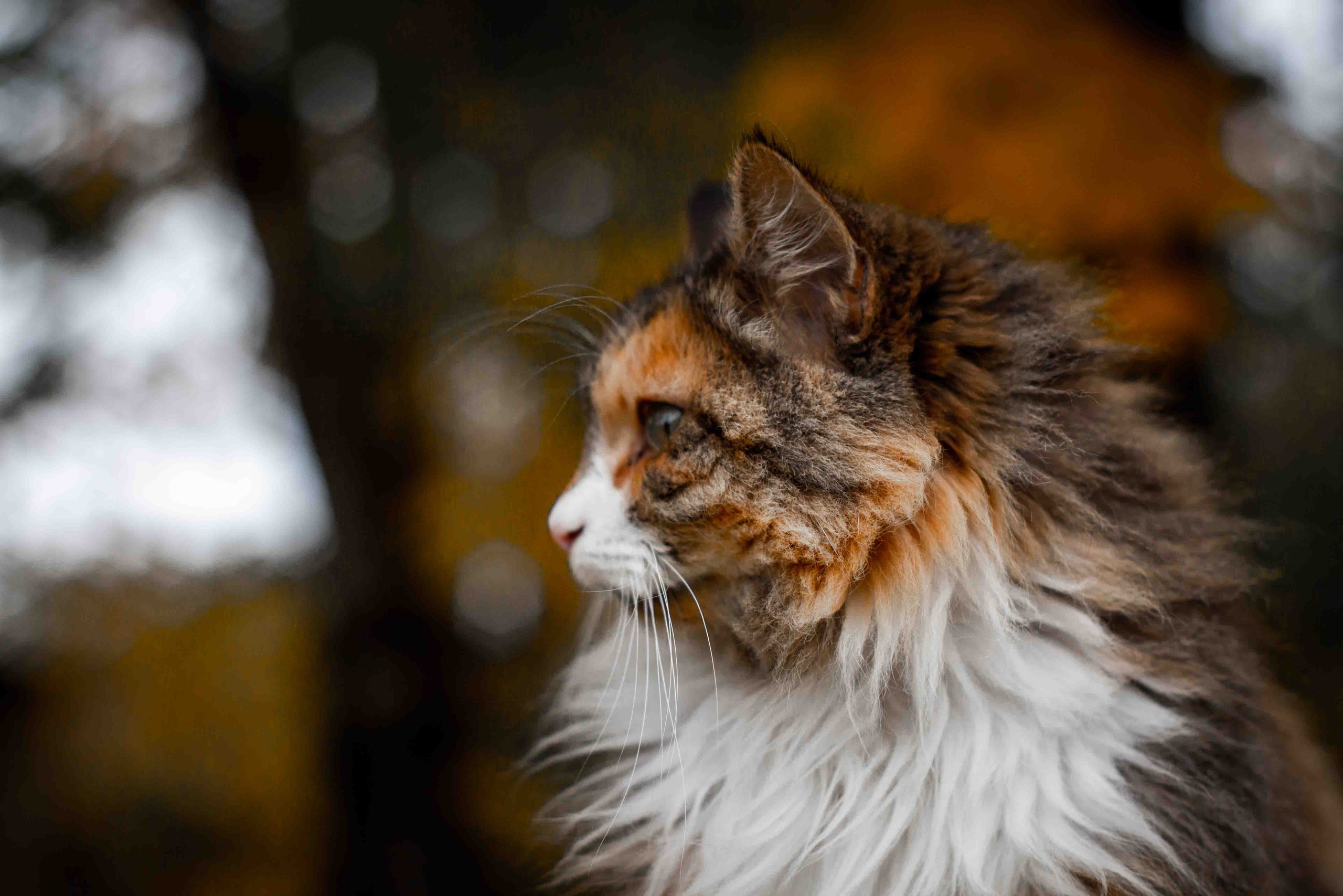 Осеннее настроение. Александр Попов