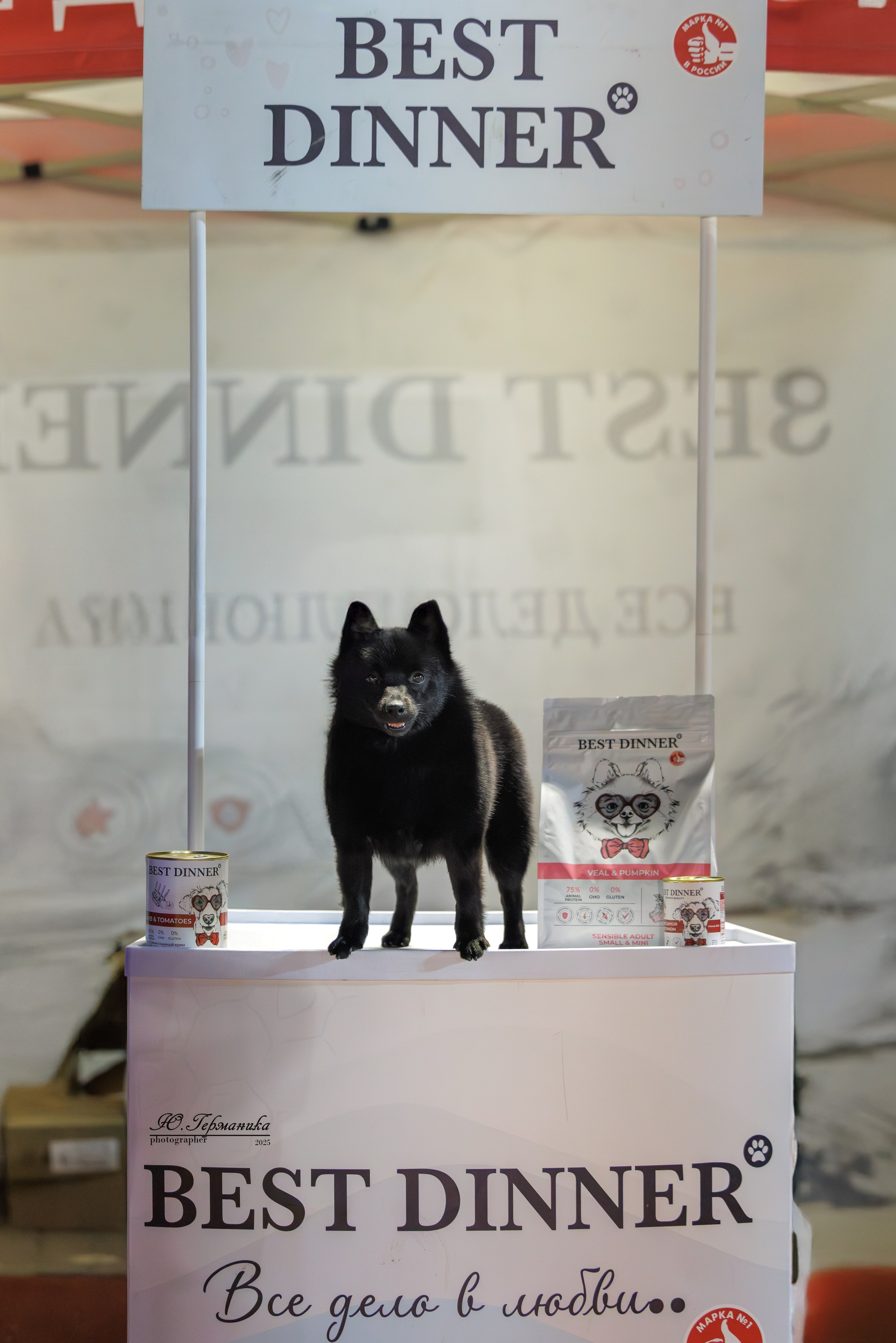 Калининград 25-27.07 Волгоград 1-3.08 2025. Фотограф-анималист Юлия Германика