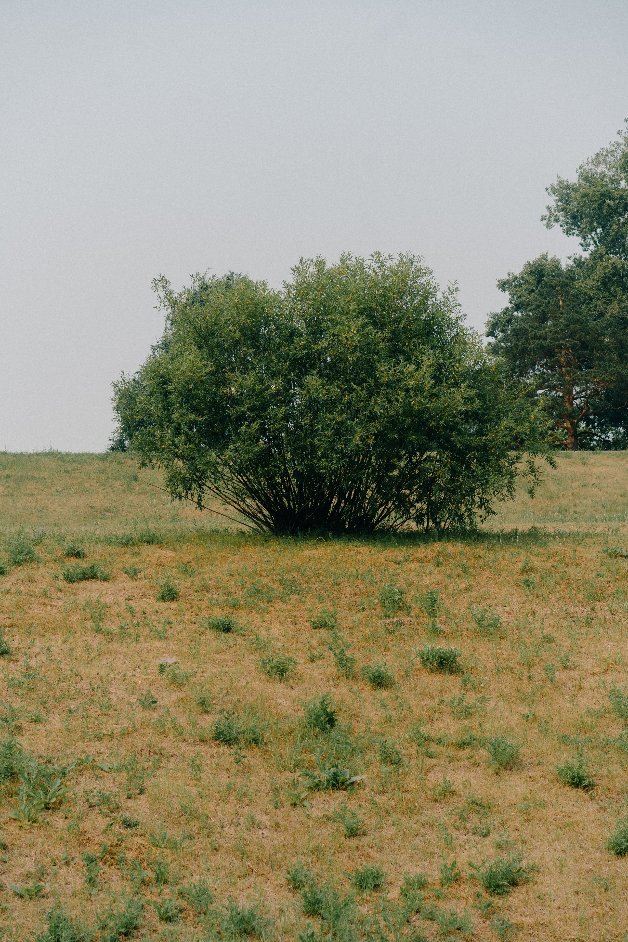 Лагерный сад, Томск. Veronika Popadeikina Photographer