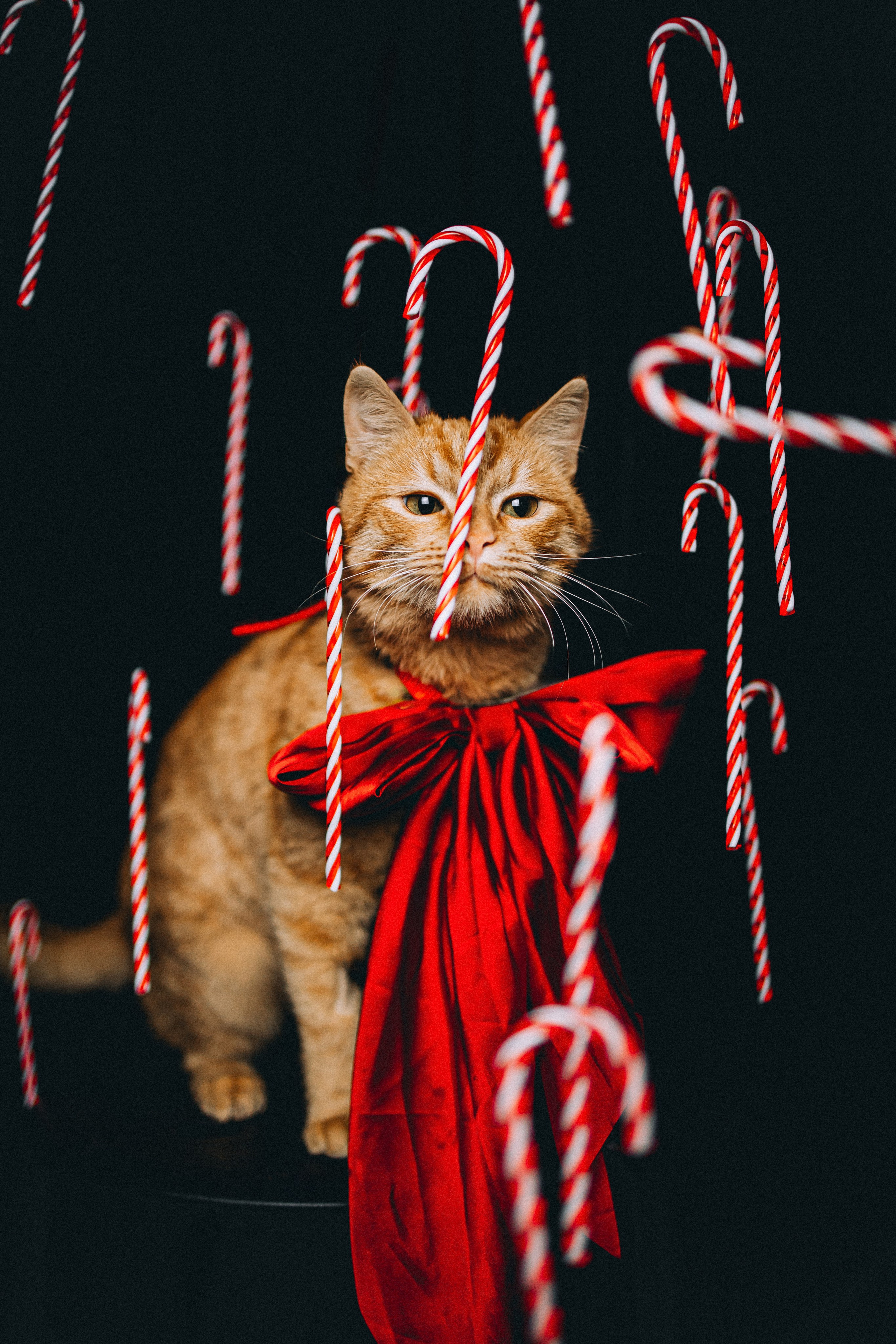 Джек, Бет и Кову