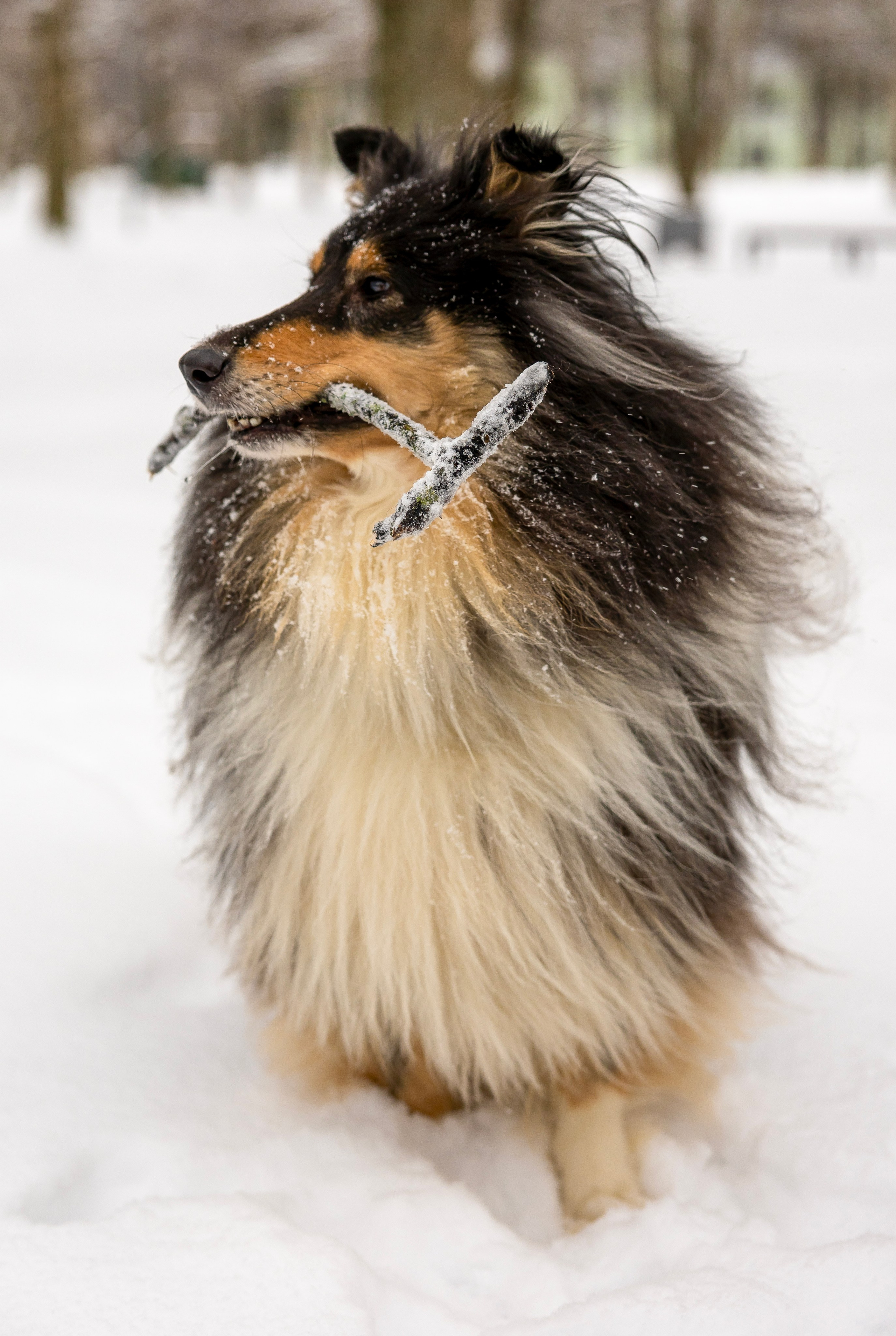Фотосессия с питомцами (Анастасия, Габри и Лара). Фотограф Люся Воробьева