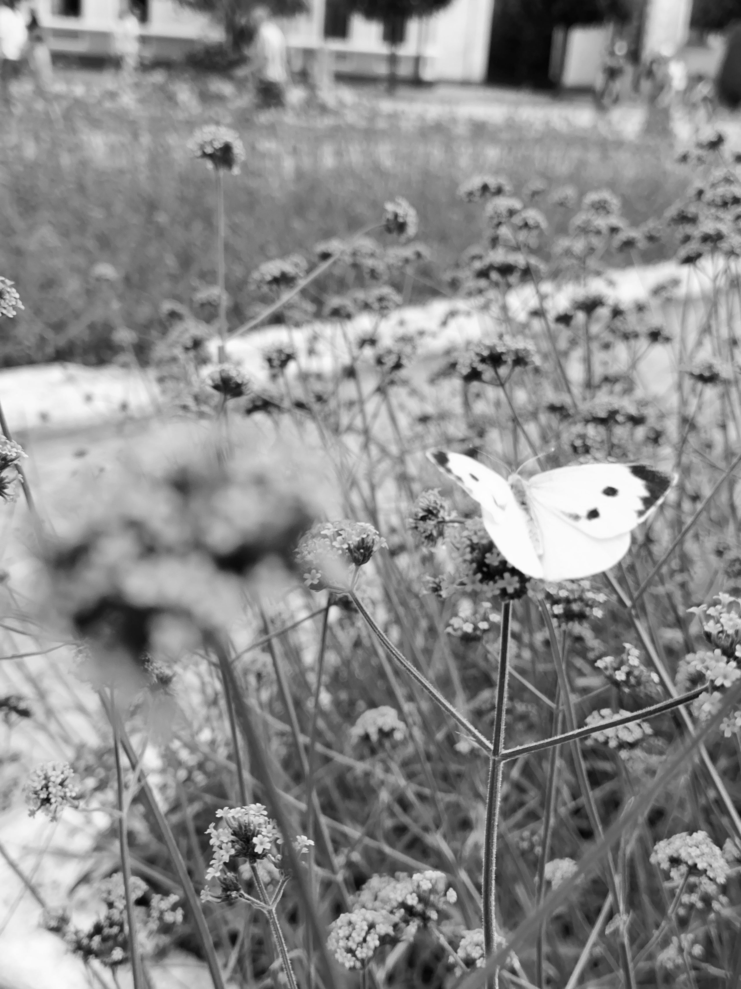 Макро любовь. Смотри, красота!