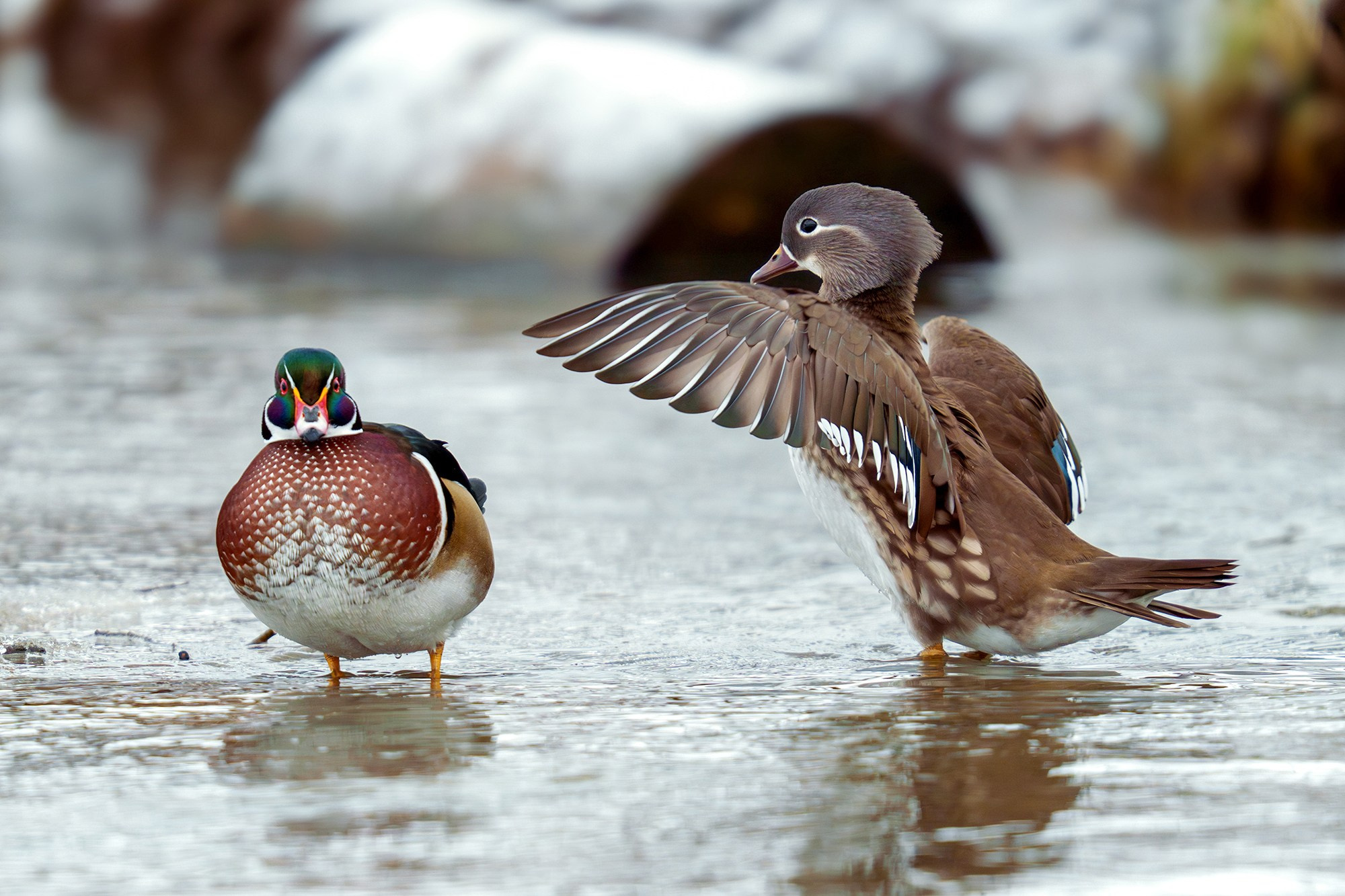 Удивительные мир птиц. Вокруг нас столько прекрасного — присмотритесь!. Ваш личный фотограф Марина Волкова