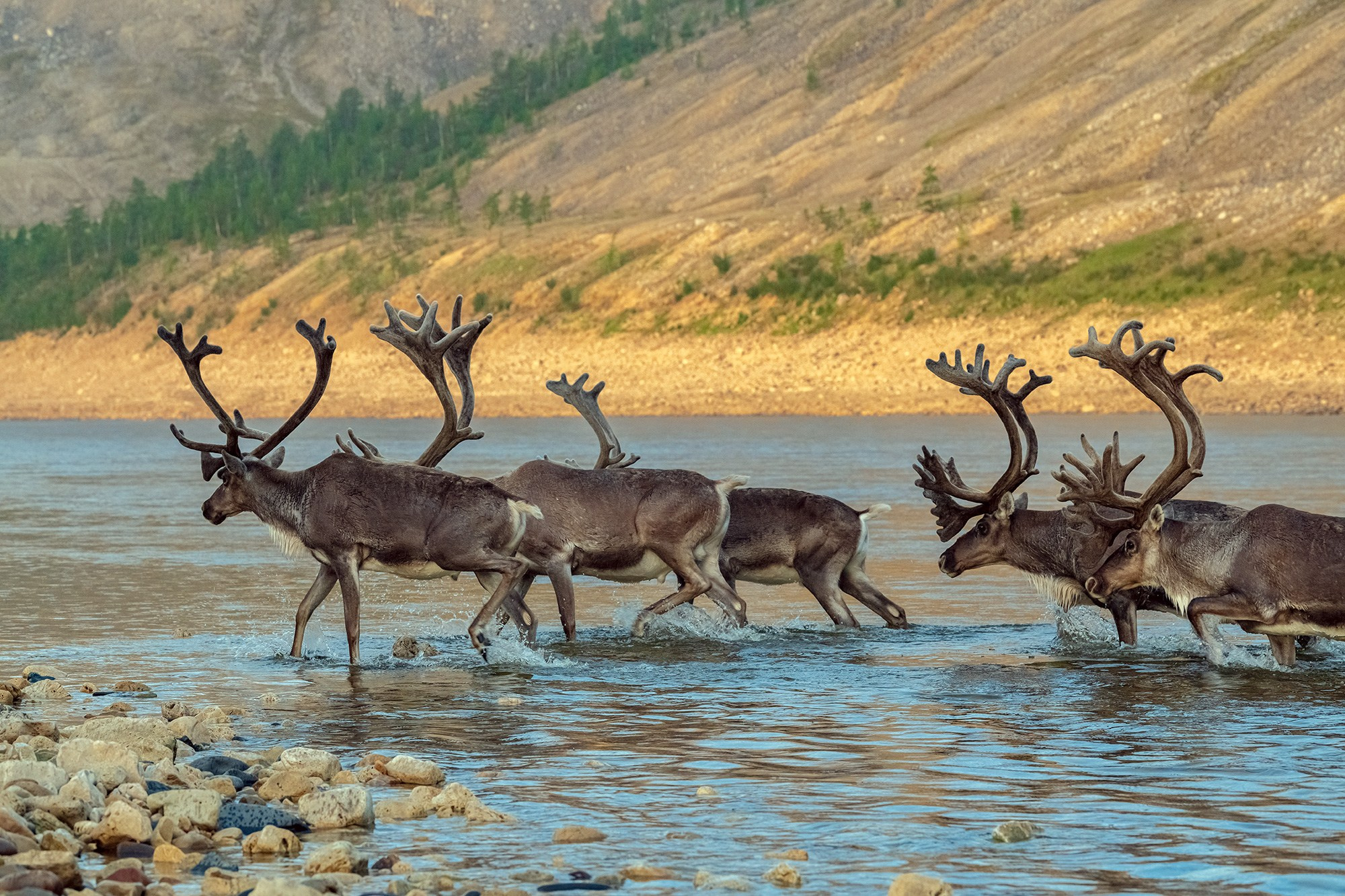 Котуйкан и Котуй. Анабарское плато. 2027