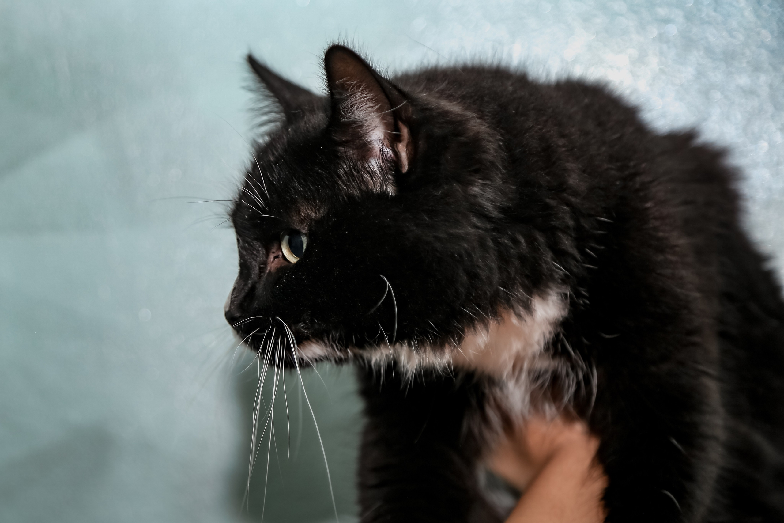 Приют Кошкин Дом Филимоша. Ваш фотограф в Оренбурге Рощупкина Екатерина