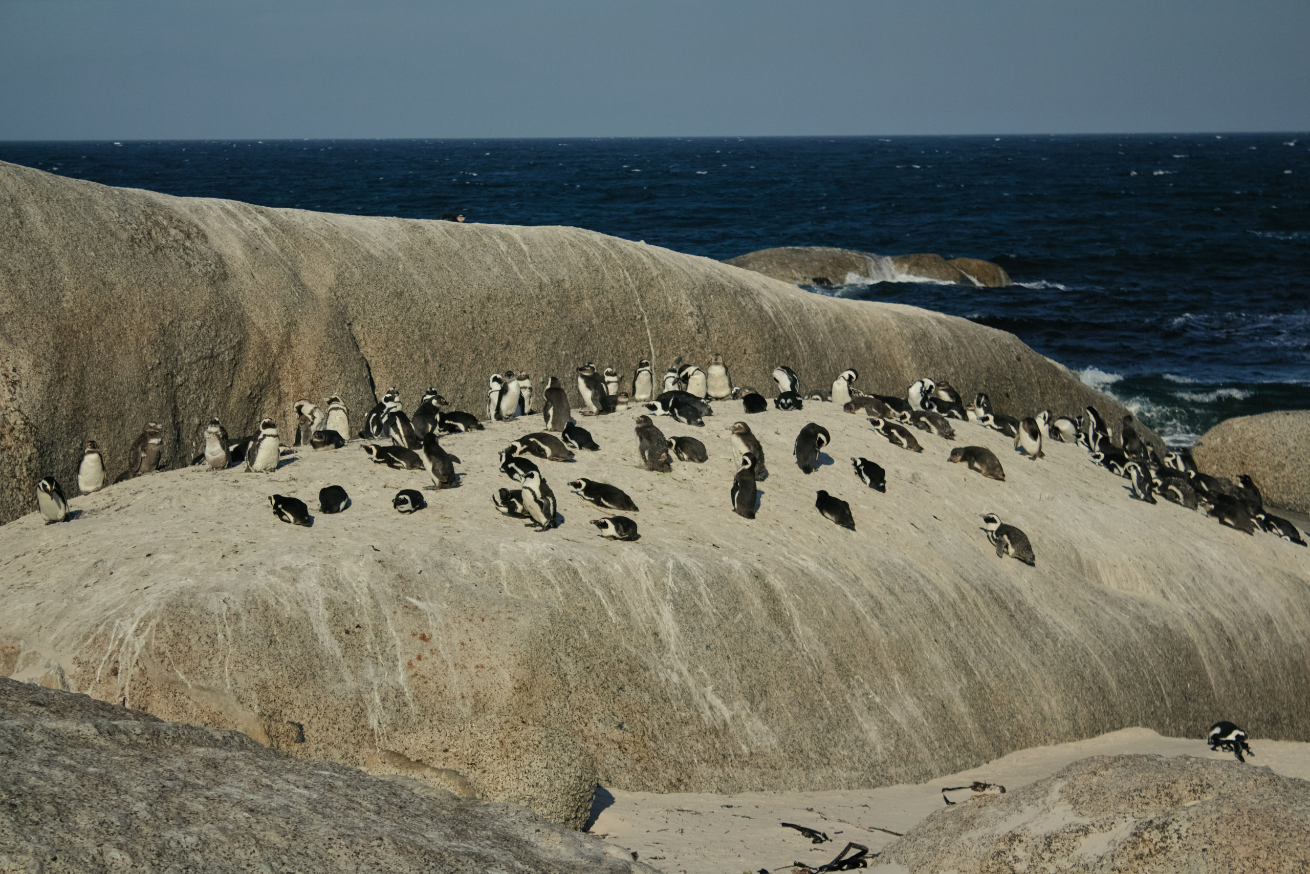 ЮАР. Профессиональный Фотограф во Владимире, в Москве и в Суздале — Полина Романычева