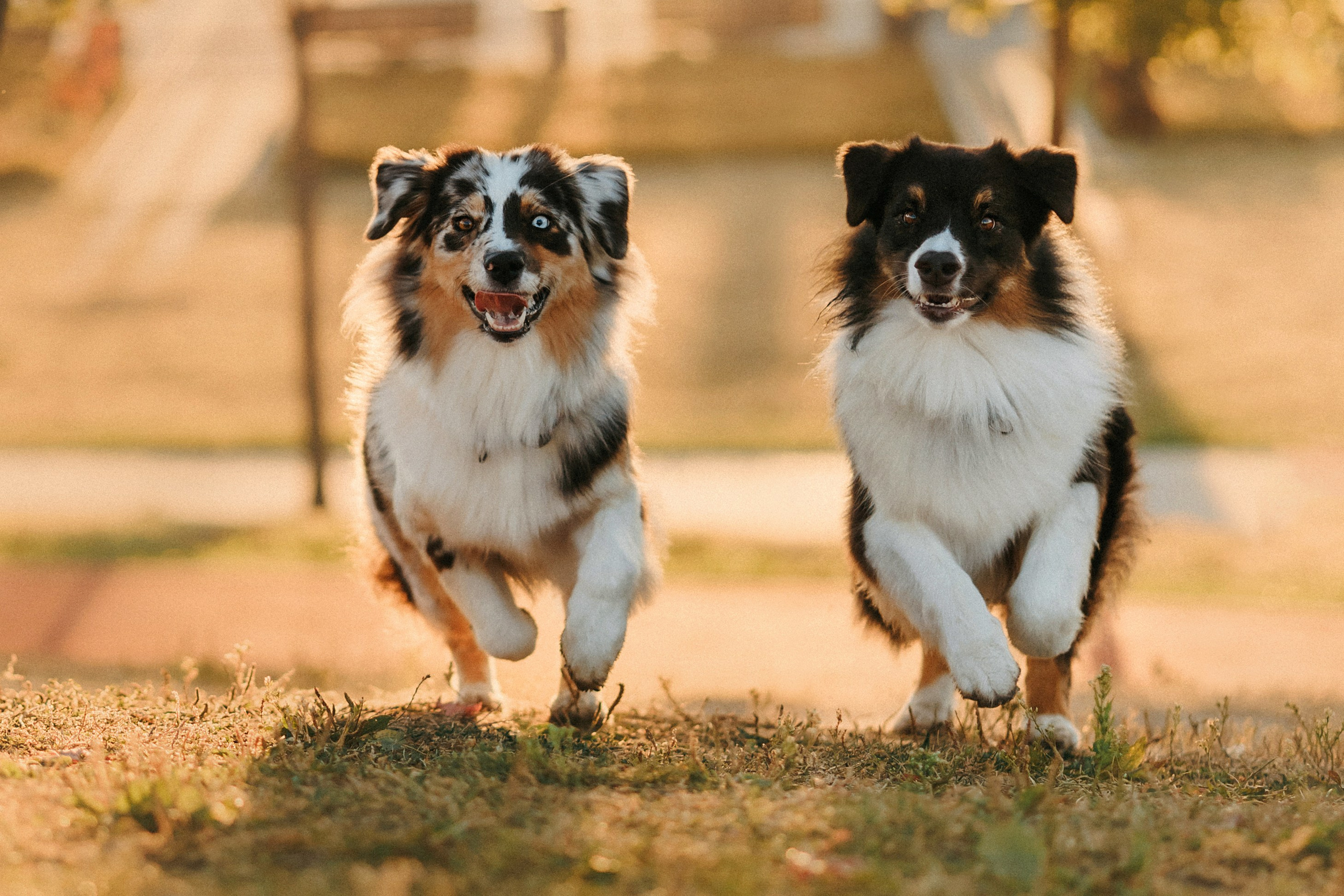 Аня, Чарли и Ева. Фотограф-анималист Елена Радченко, Москва