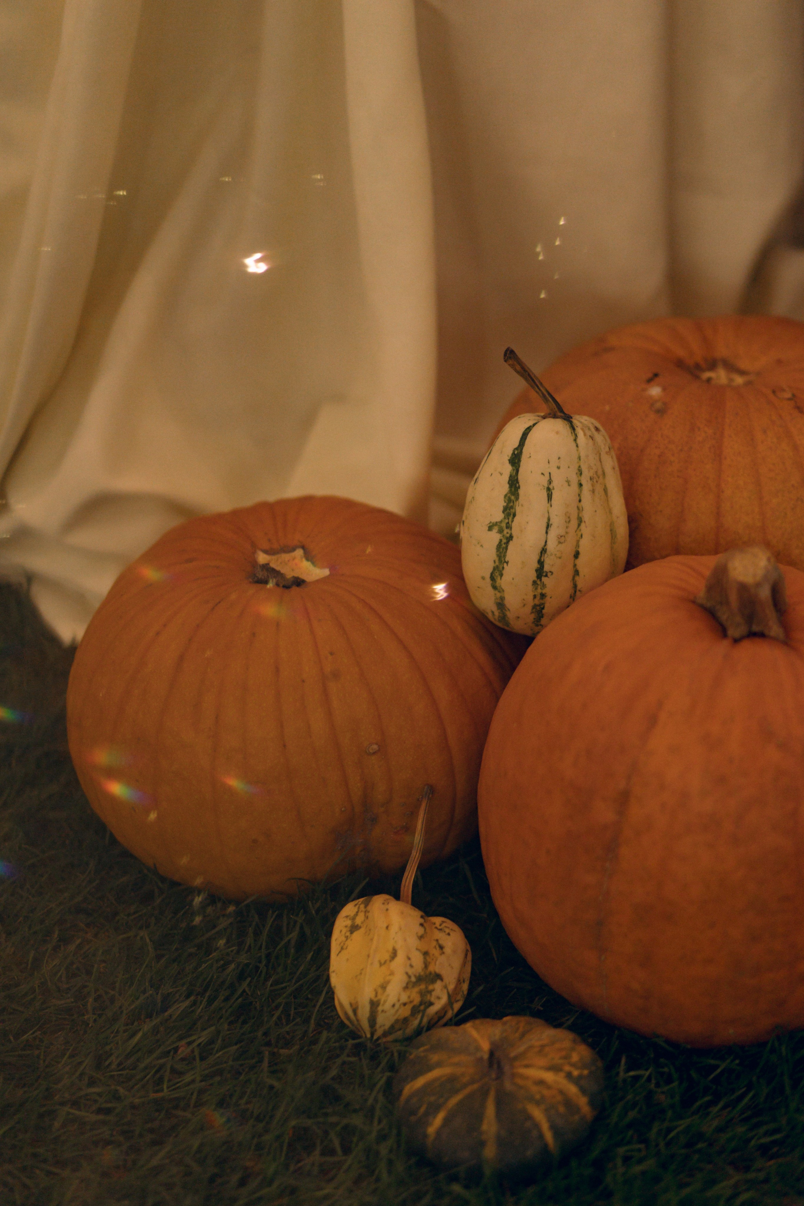 Николай и Юлия, 26 октября 2024. Свадебный  и семейный фотограф в Краснодаре