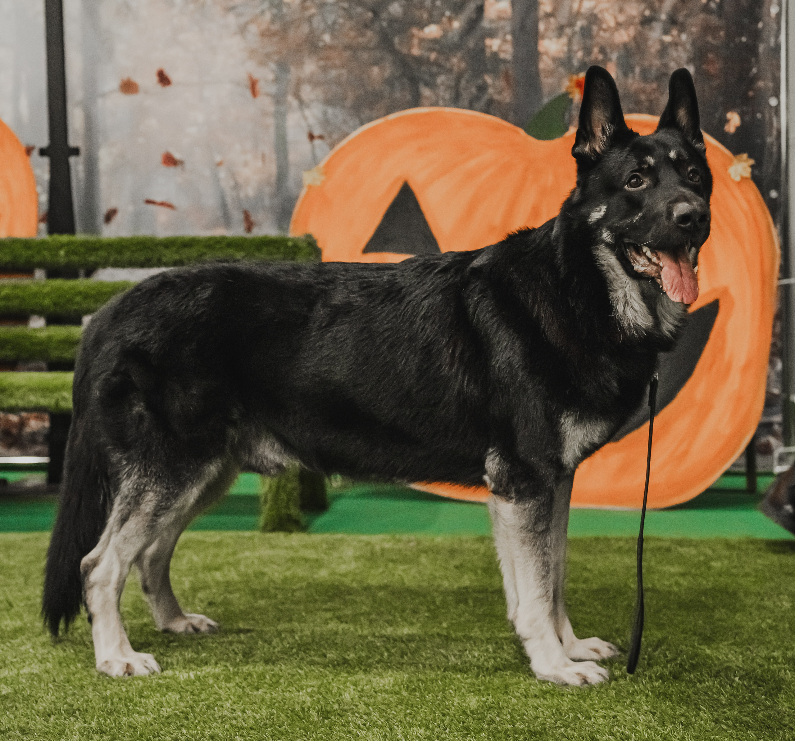 Международная выставка собак всех пород. Репортажный фотограф Анастасия Рубцова