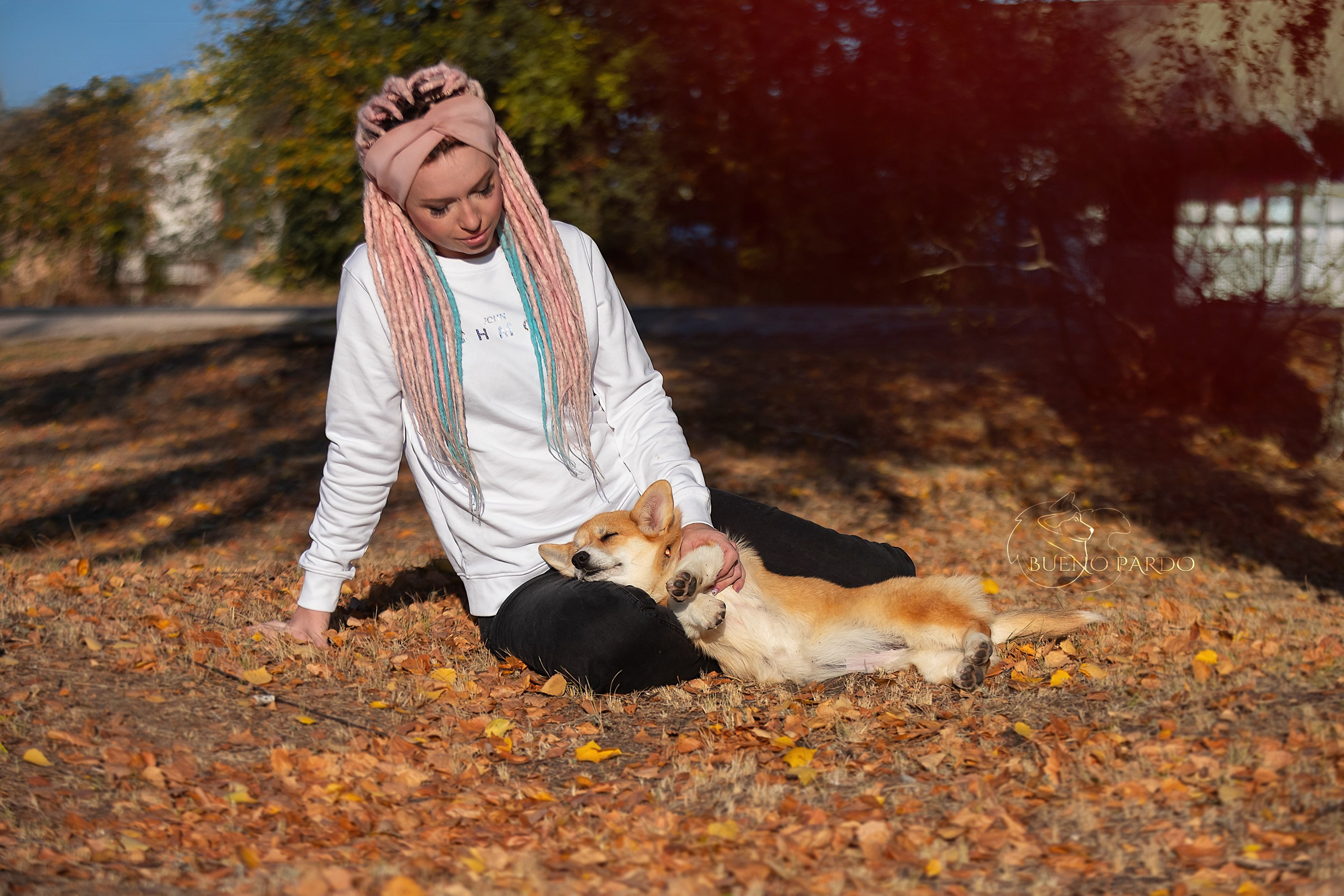 Щенки вельш корги пемброк из питомника. Питомник собак Акита, Хаски, Корги