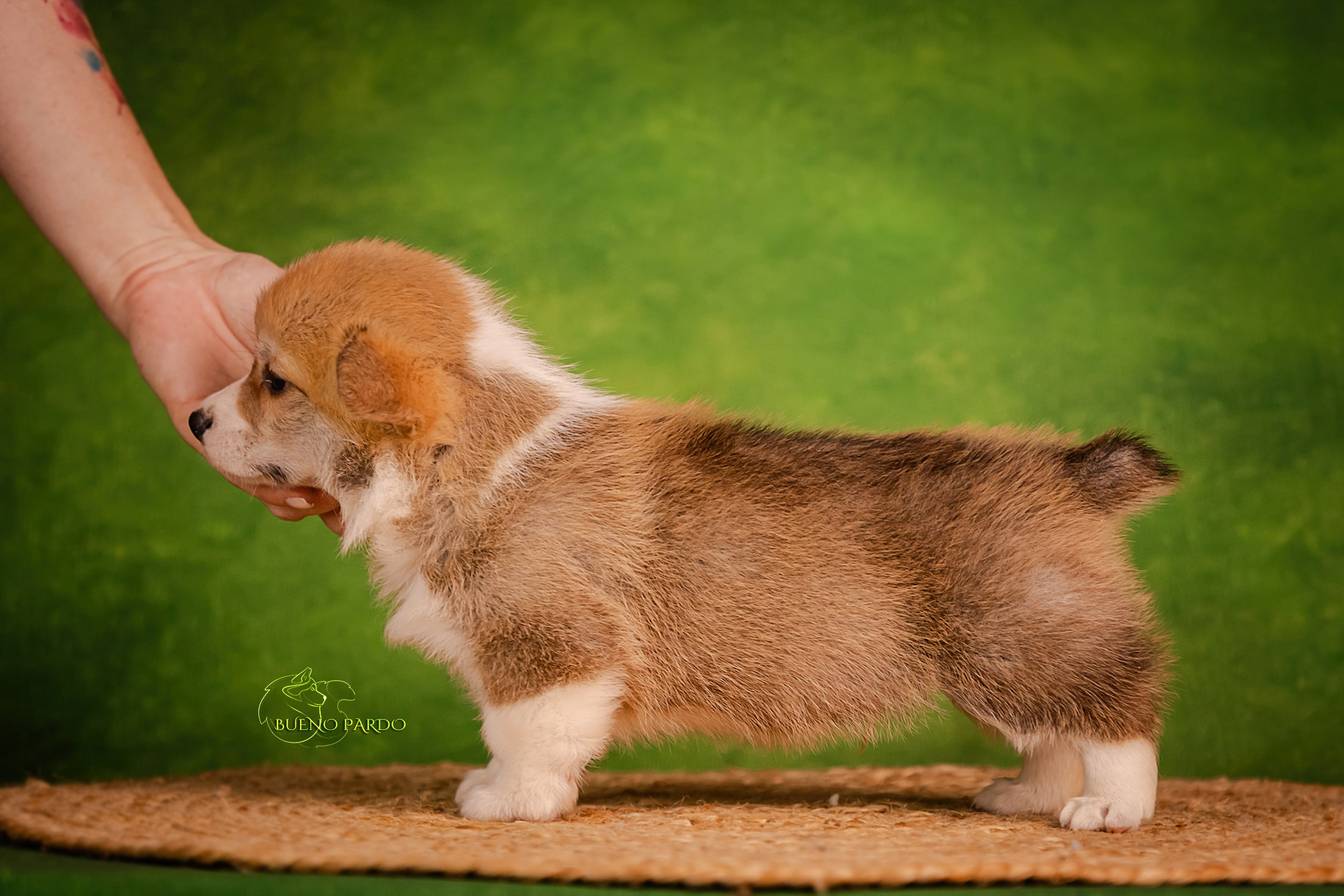 Щенки вельш корги пемброк из питомника. Питомник собак Акита, Хаски, Корги