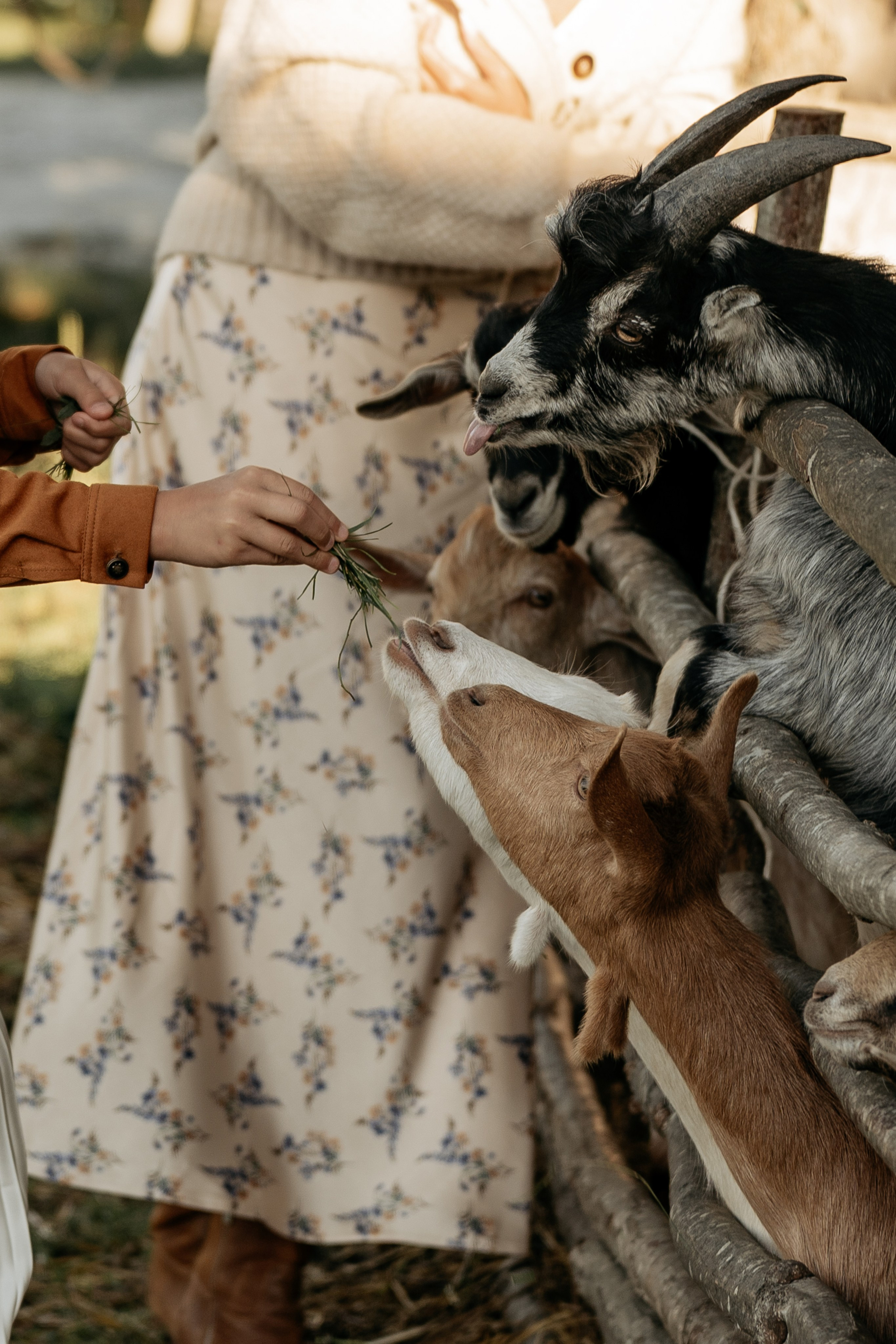Фотограф Анапа для семейной фотосессии. Яркие кадры, как семья кормит коз на эко-ферме в Анапе.