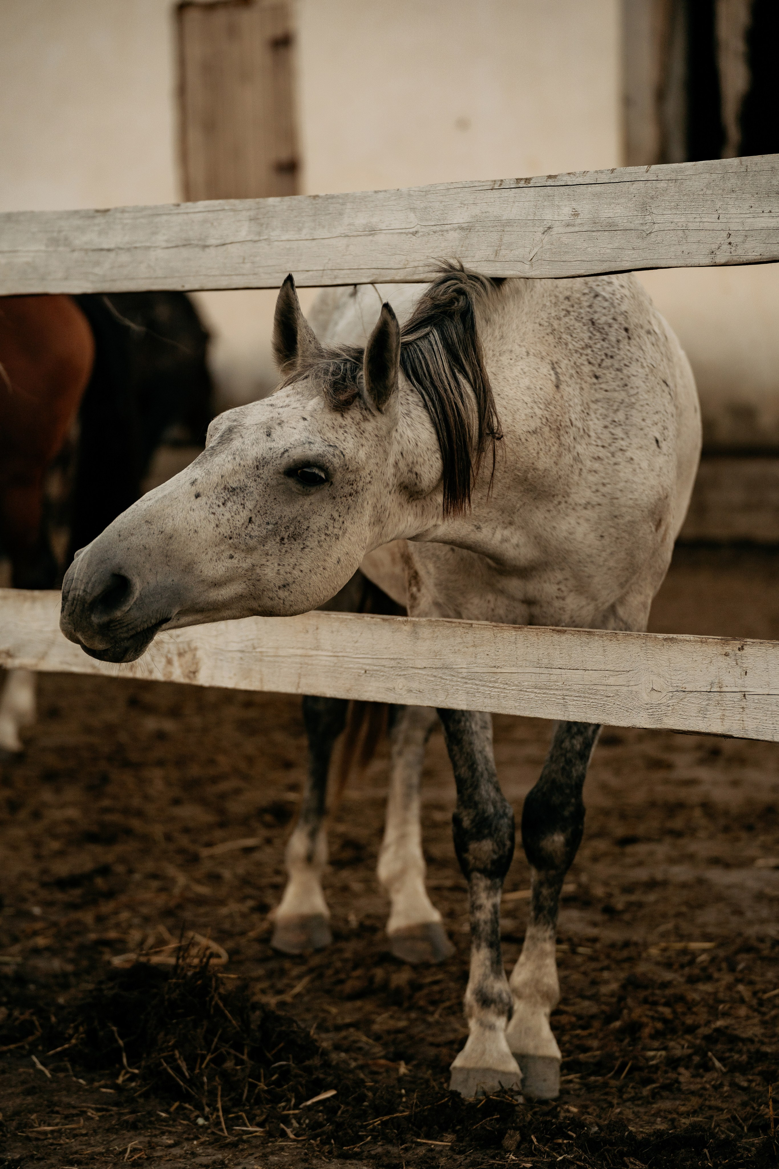Фотограф Анапа для незабываемой фотосессии на ферме. Кадр: дочка протягивает яблоко козе.