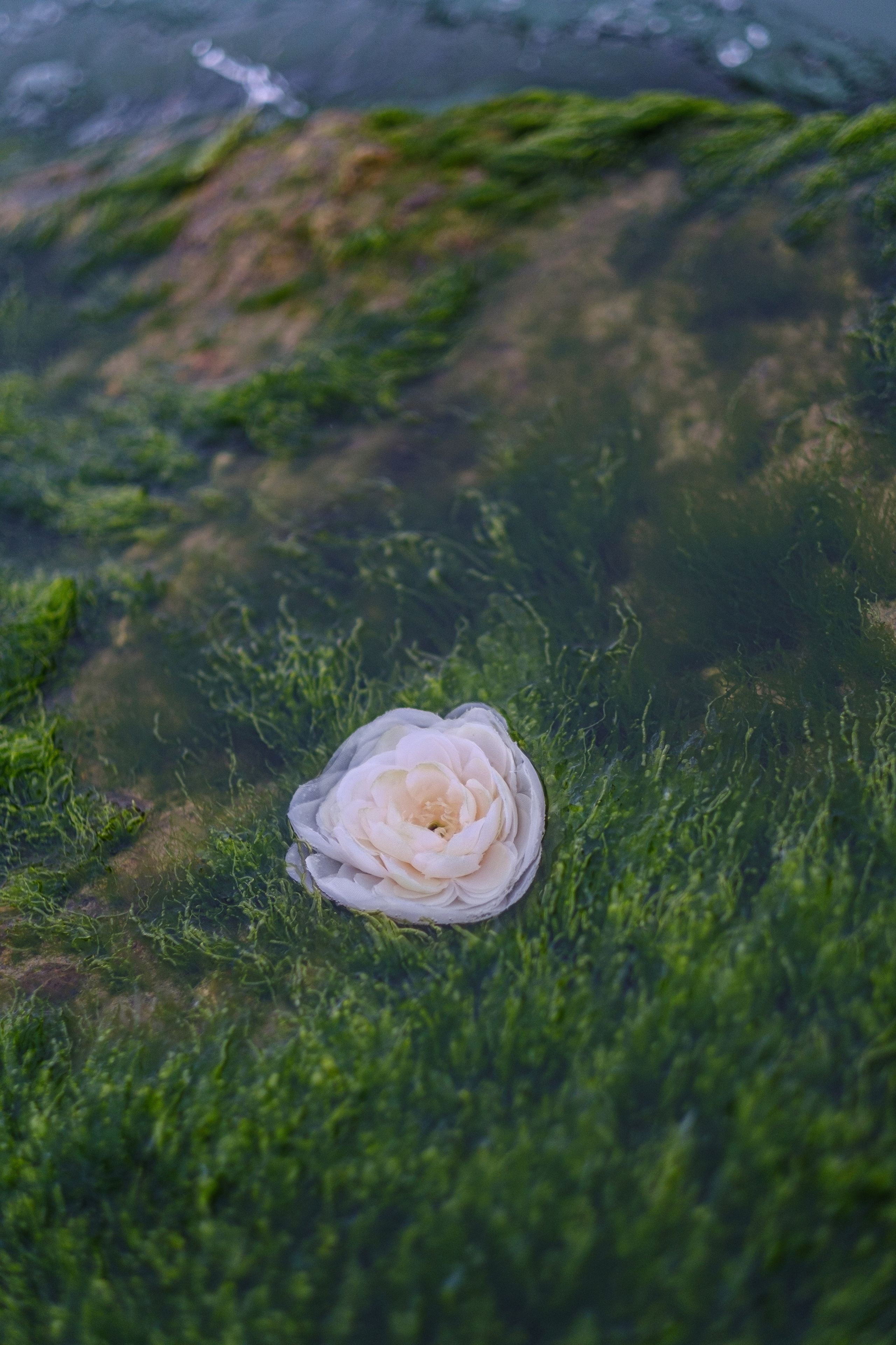 Виолетта. Свадебный Видеограф Фотограф в Сочи