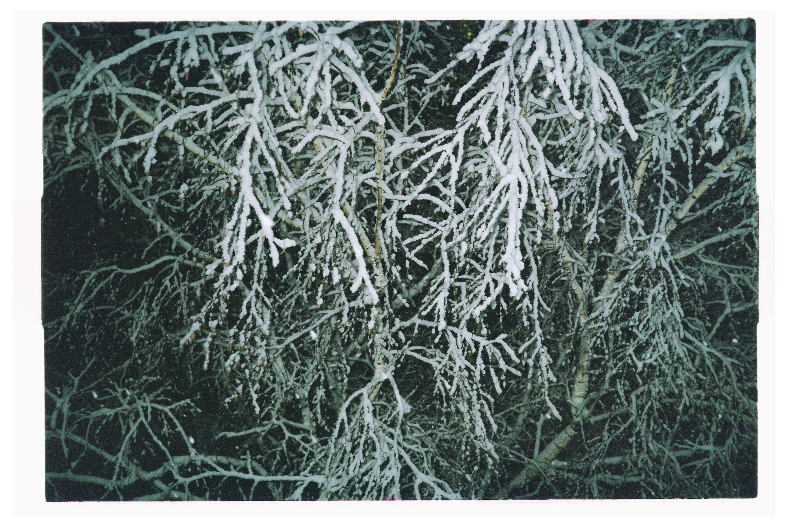 Winter/2025. Regina Platonova