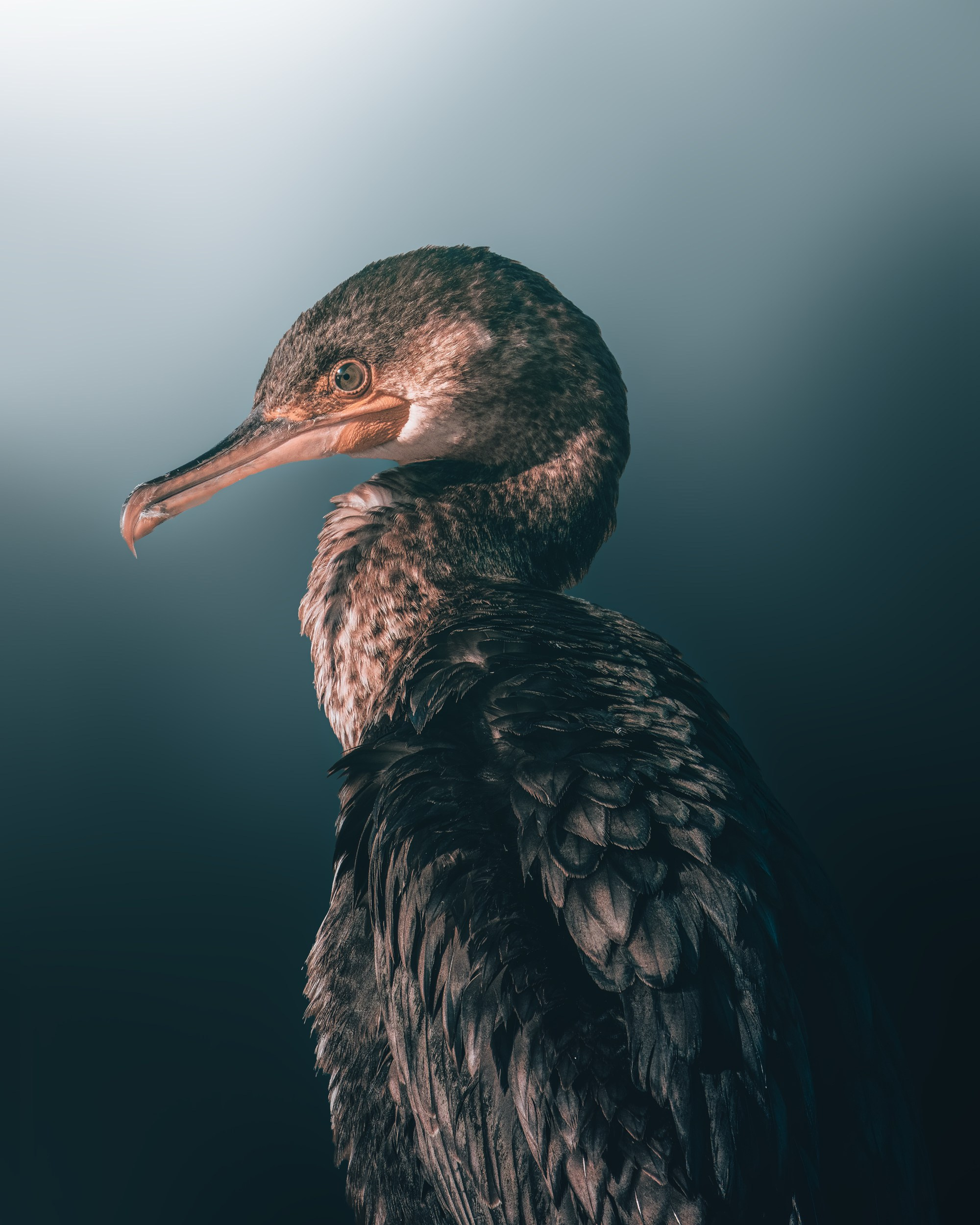 Дикая природа • Wildlife. Елена Ивановой • Профессиональный фотограф
