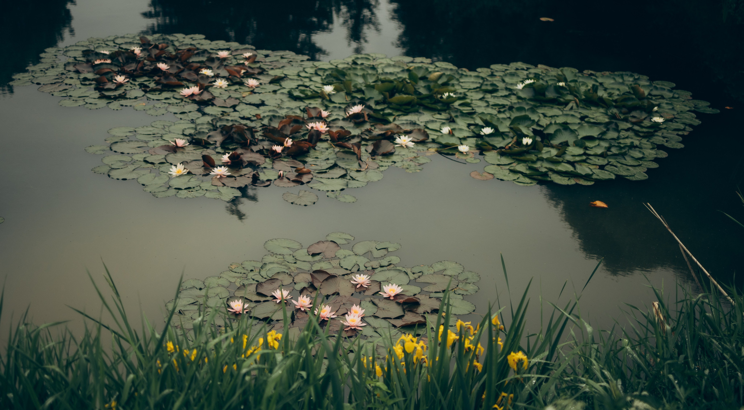 Istra. Женский фотограф Истра