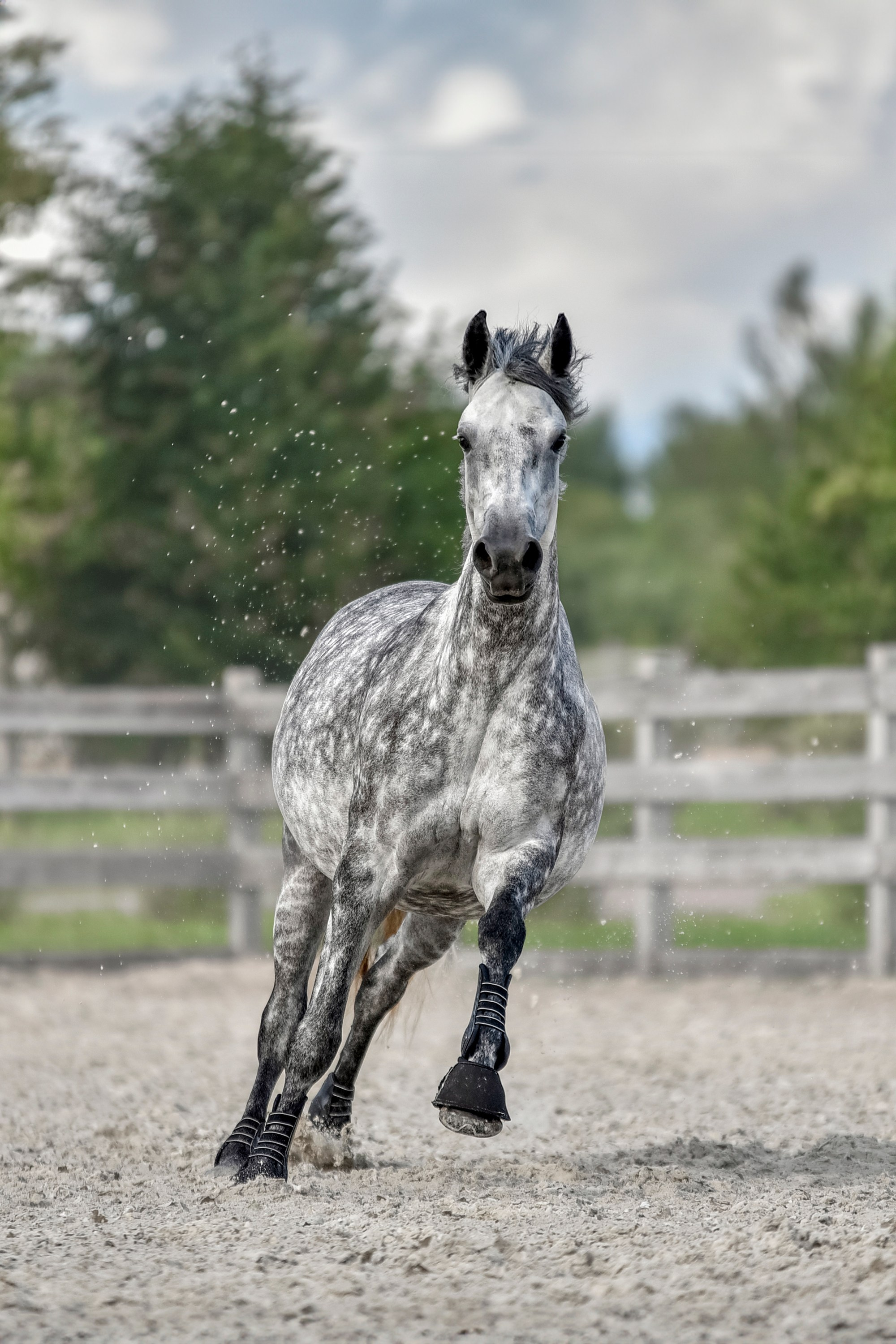 Лошади на свободе, съемка лошадей, экстерьерная съемка, фотосессия
