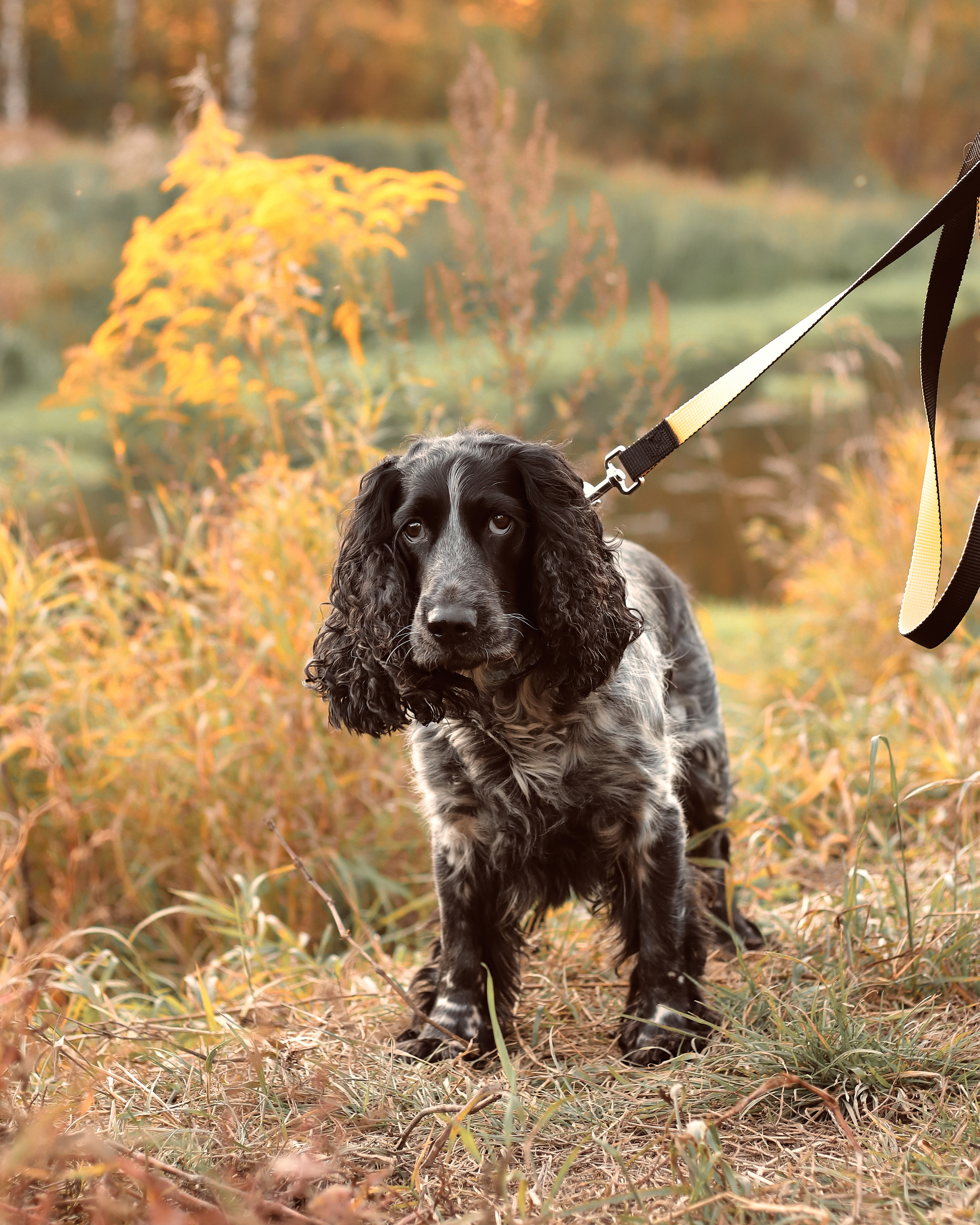 Уютная осень