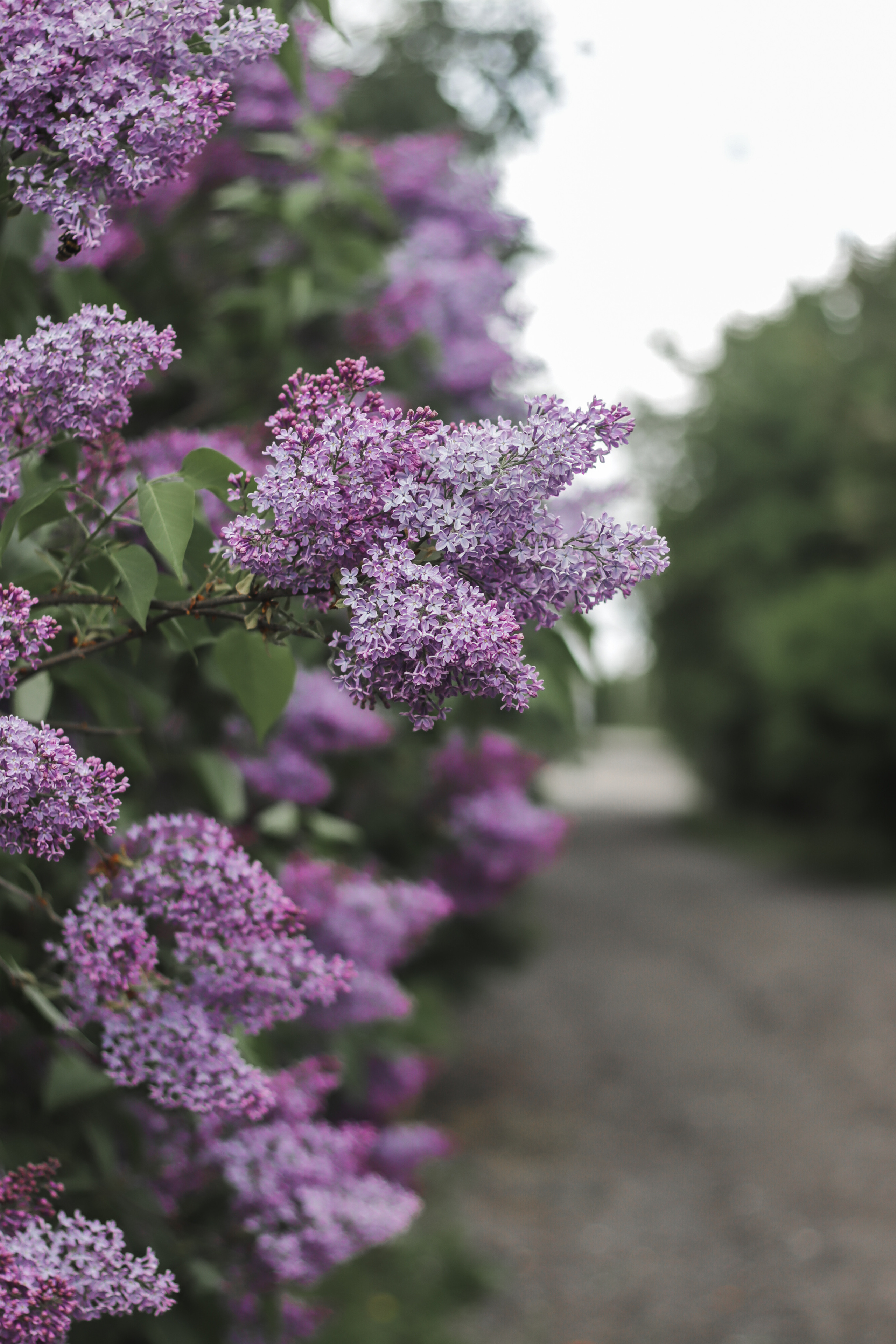 Цветущая весна