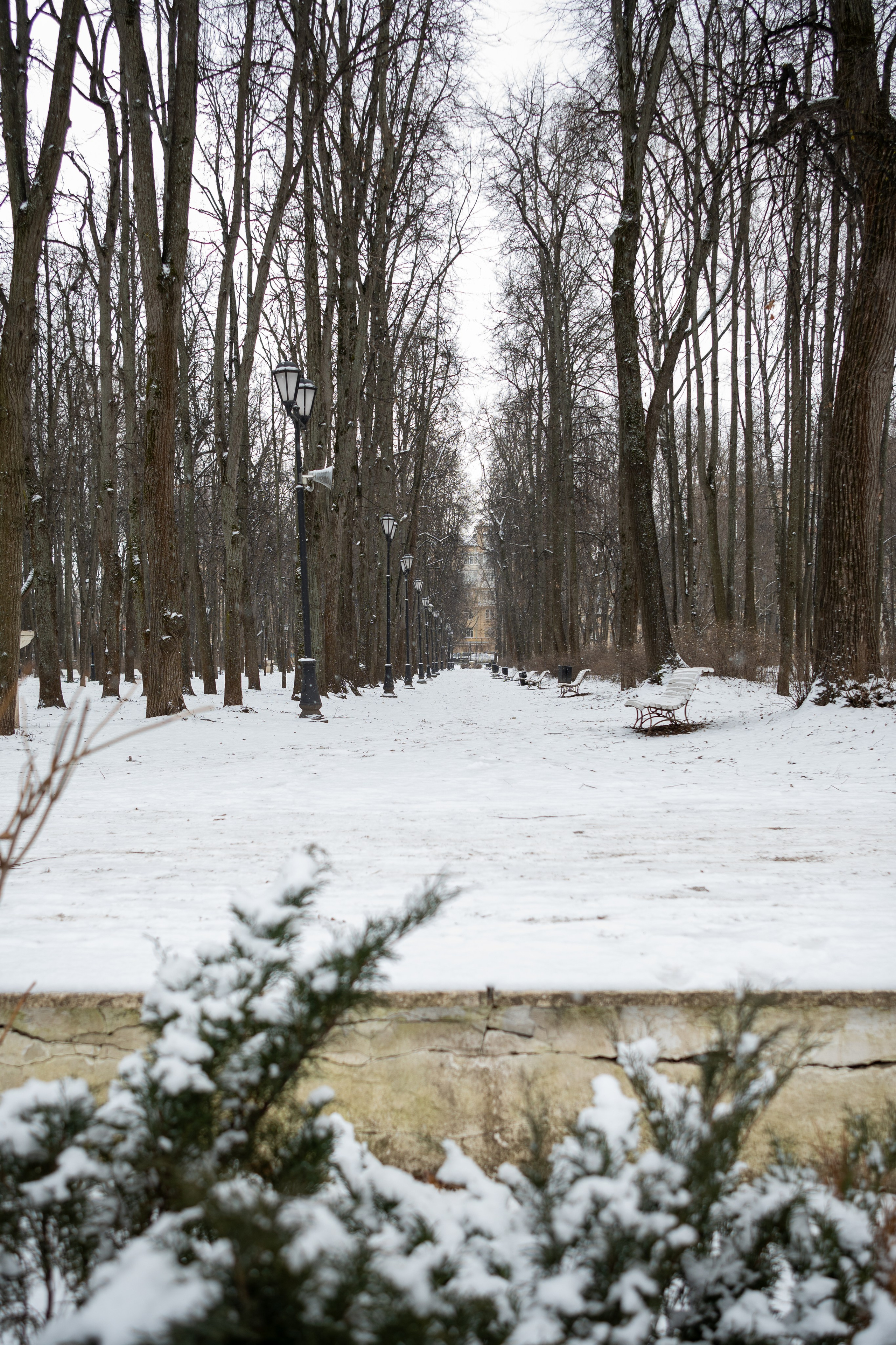 20250216 Нескучный сад. Дмитрий Ремизов. Фотография, как хобби