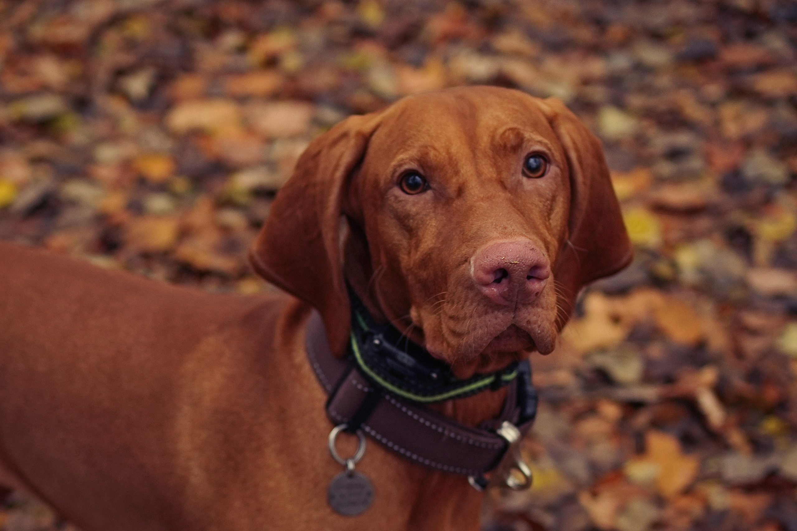 Ксения и Ко. Семейный фотограф в Санкт-Петербурге Саша Кактус