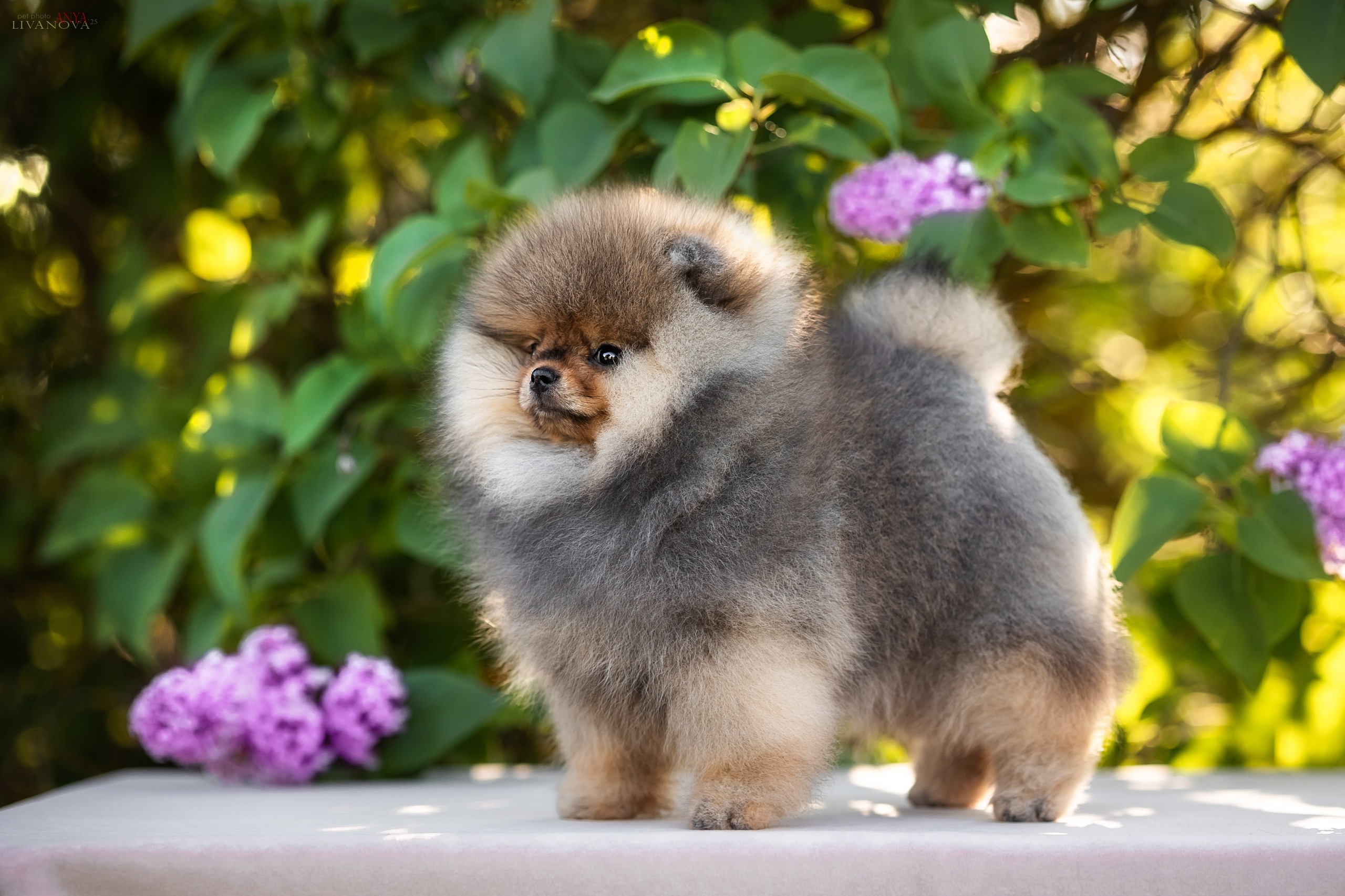 Шпичики. Фотограф анималист Аня Ливанова | Рыбинск