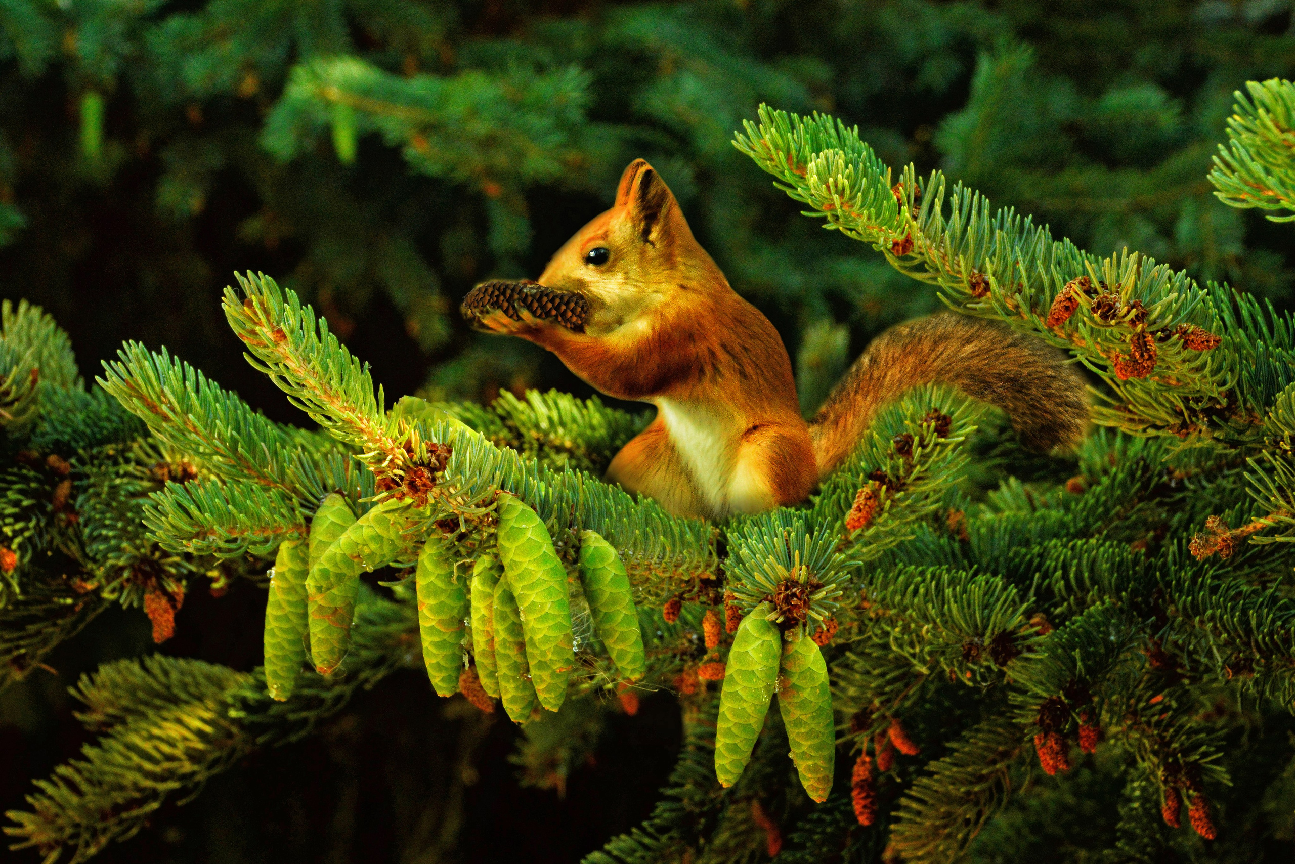 Природа. Главная