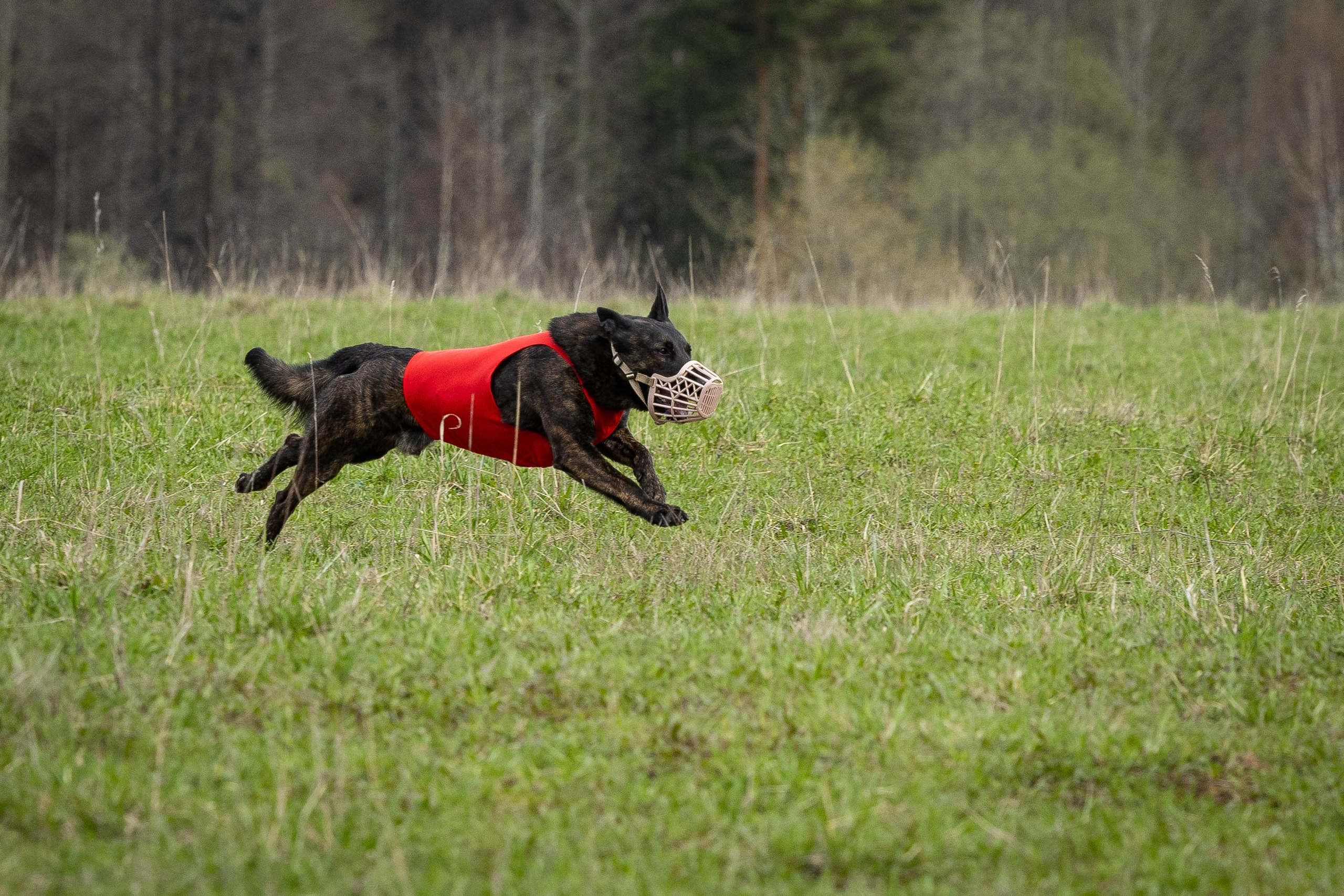 Курсинг. Фотограф Анималист в Перми Анастасия Остерман