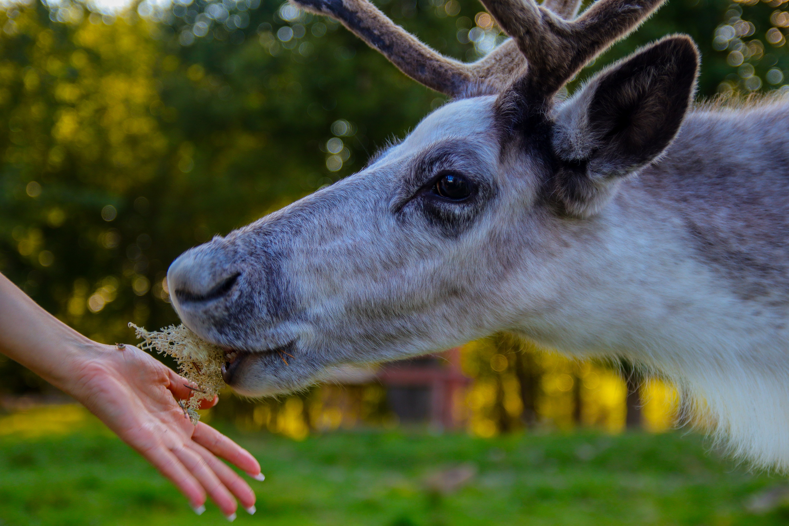 Животные и птицы. Фотограф и видеограф Лашманов Павел