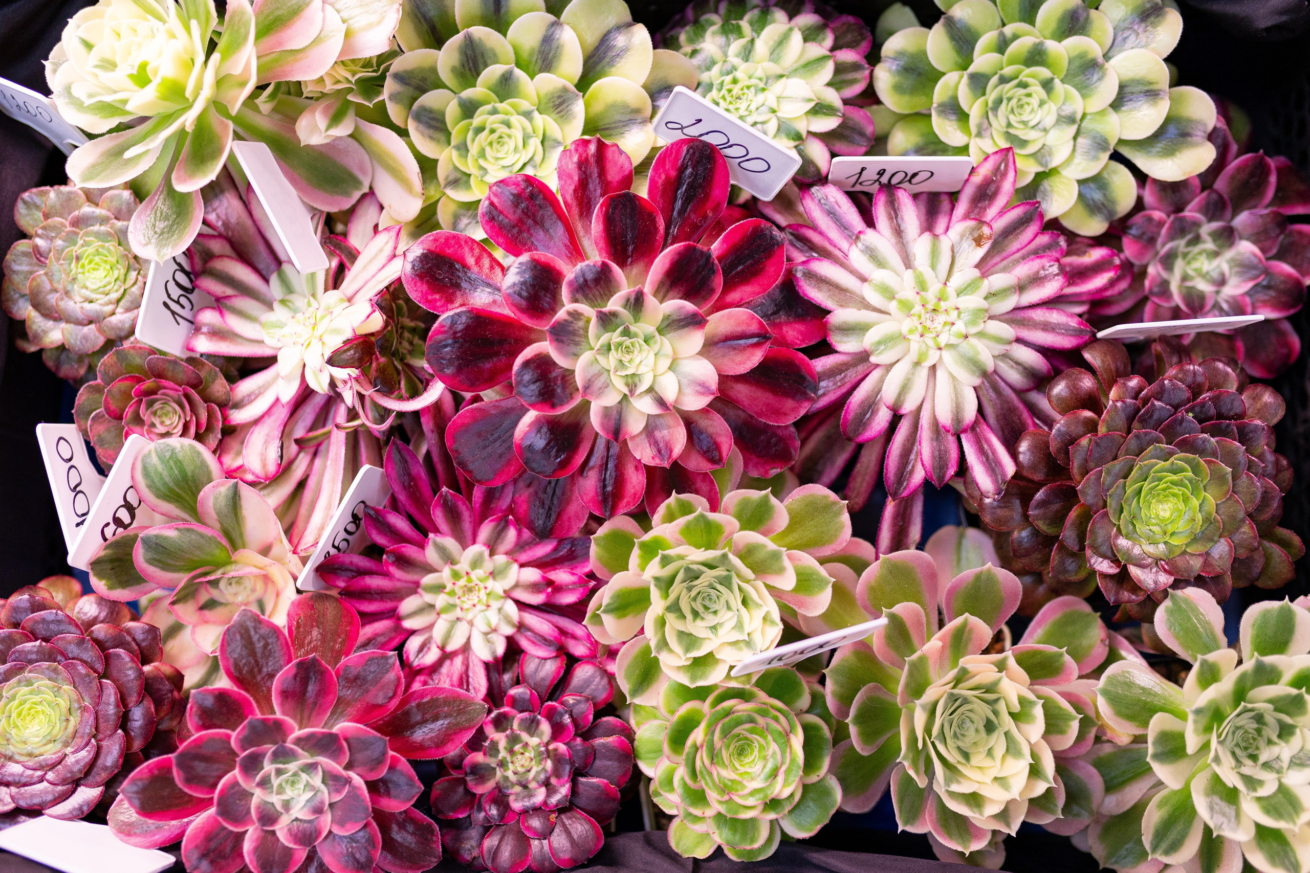 Орхидиум 12.2025. Александра Куликова фотограф, Москва