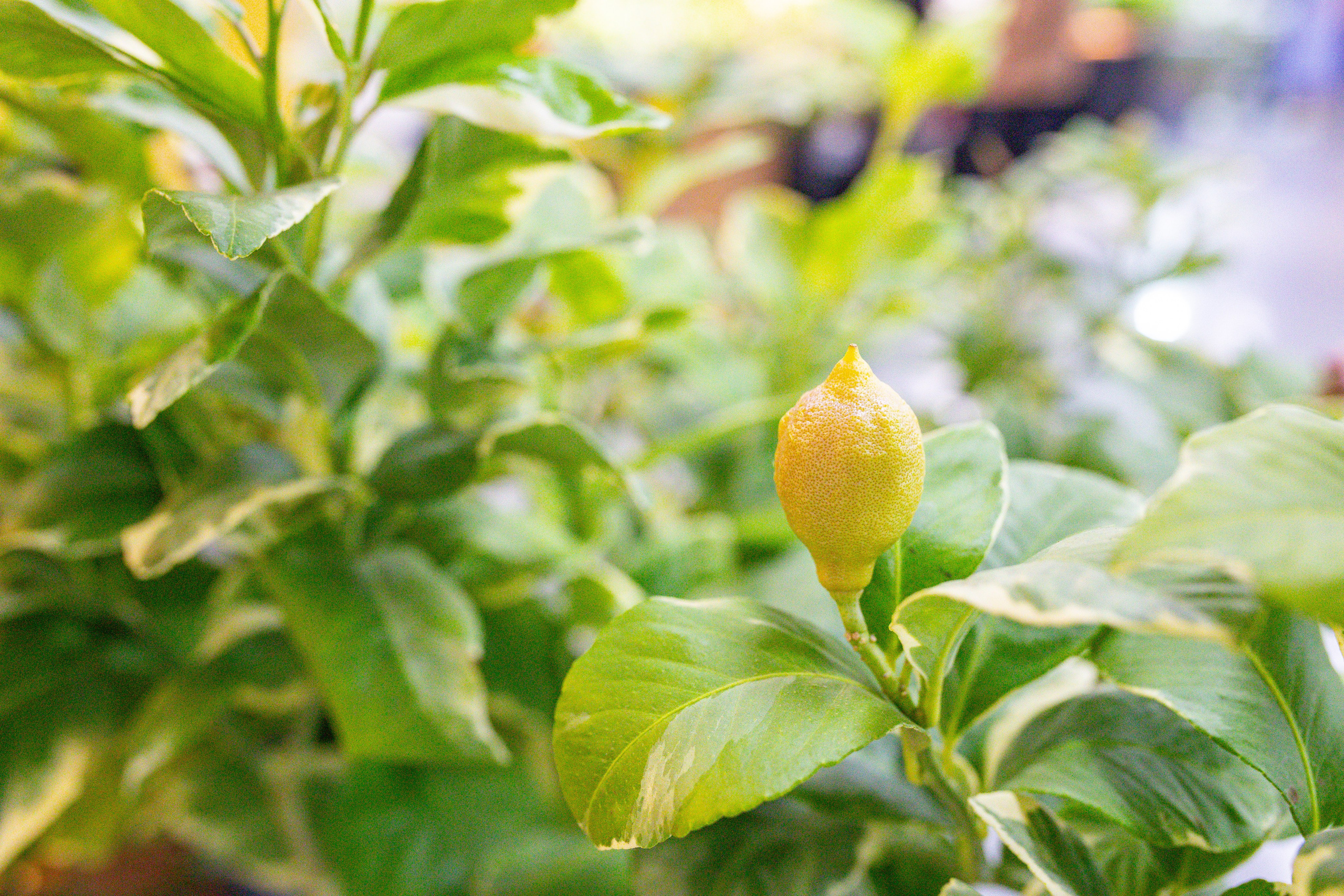 Монстериум 11–12 октября. Александра Куликова фотограф, Москва