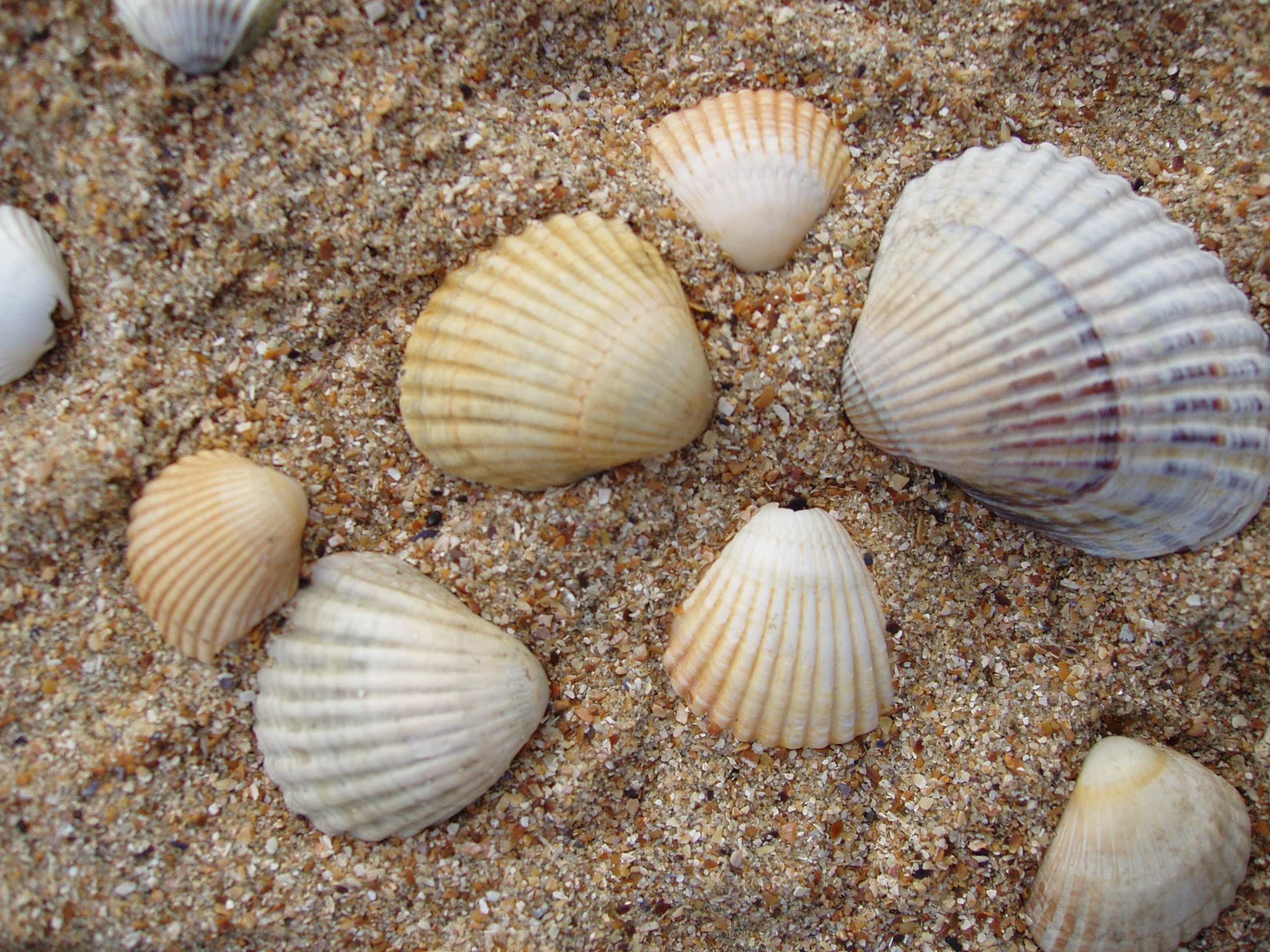 Отпуск 13.07-24.08. Семейный, Свадебный фотограф СПБ Питер— Романова Екатерина