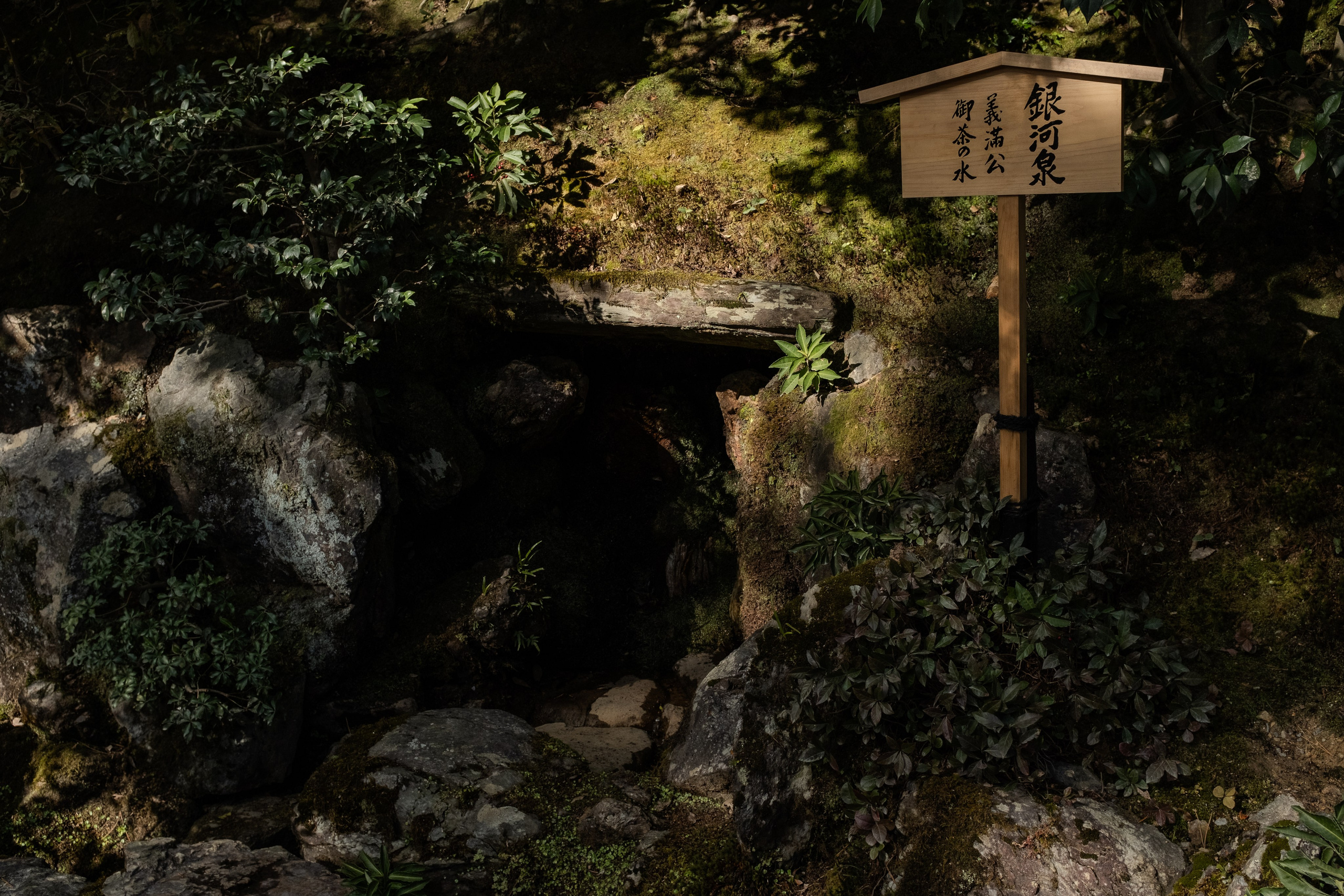 Nature. Regina Platonova