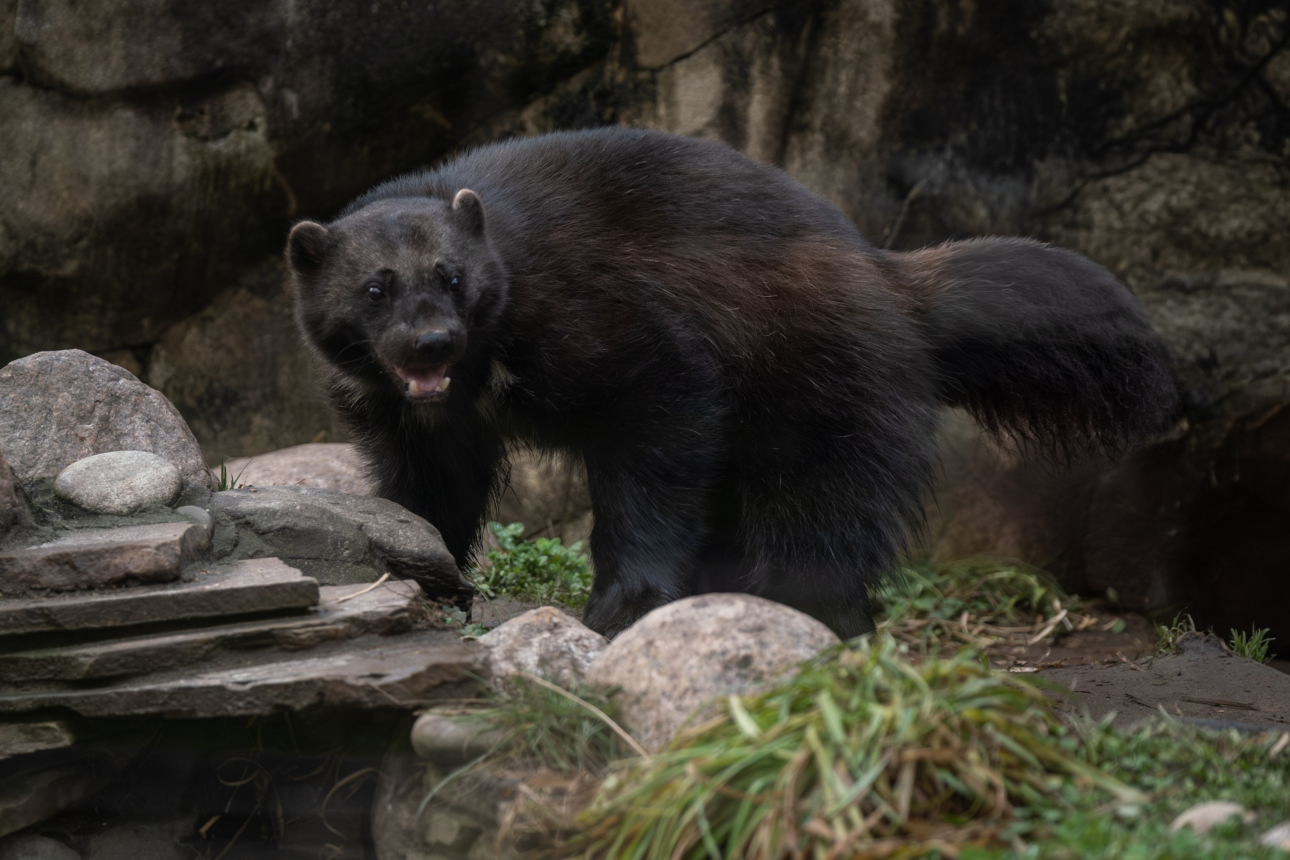 Росомаха Крендель и белый медведь. Зоофотограф, фотограф животных в Москве и области Дина Дамоцева